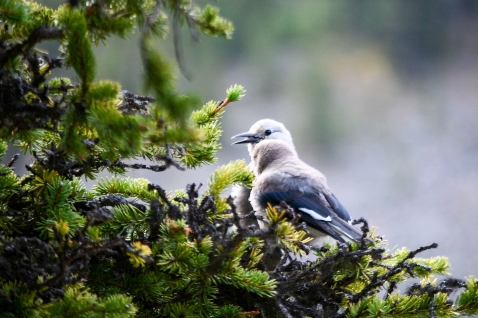 Clark's nutcracker at Lake Moraine