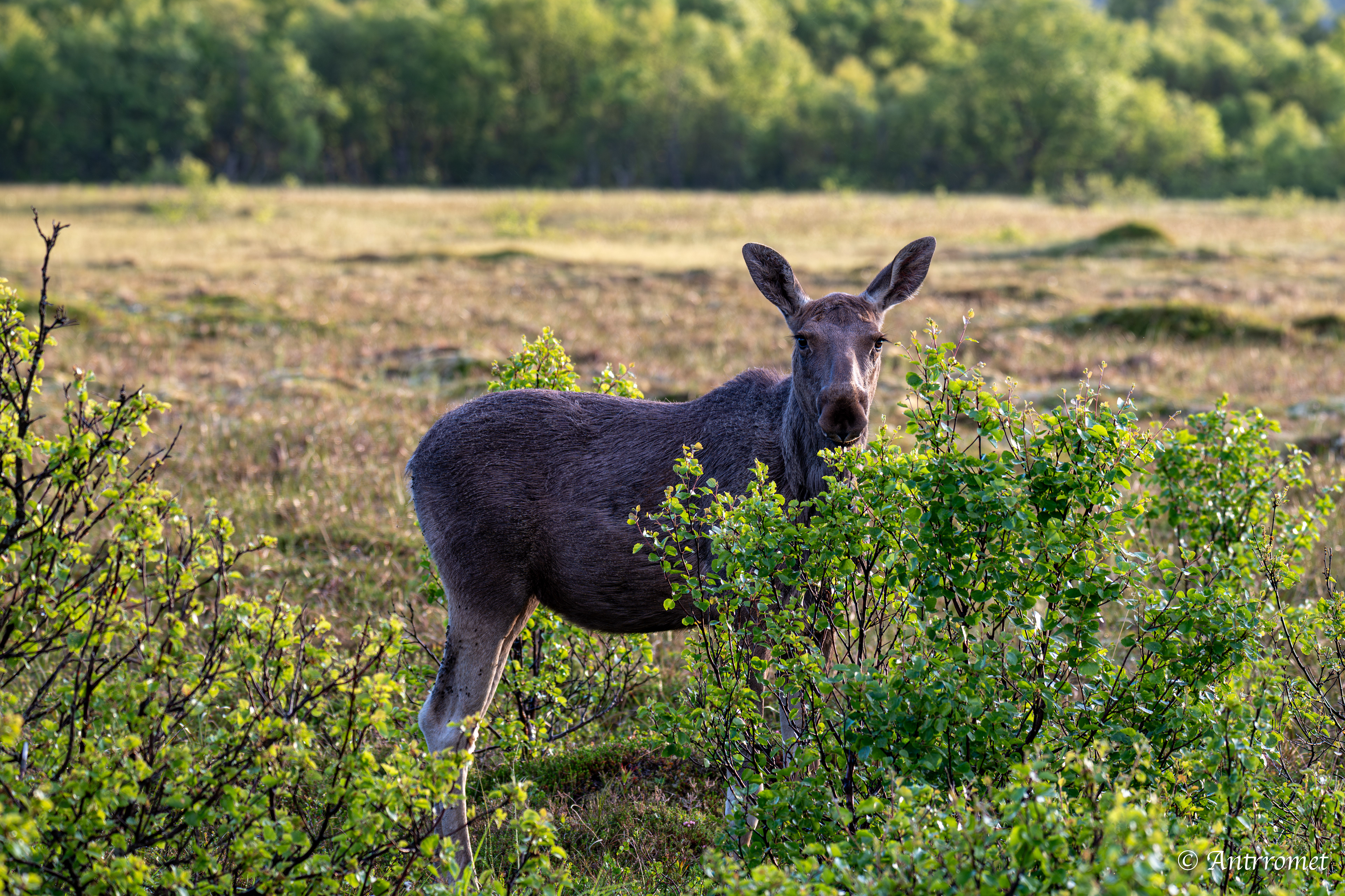 Moose somewhere near Åse on a tour with Arctic North Adventures