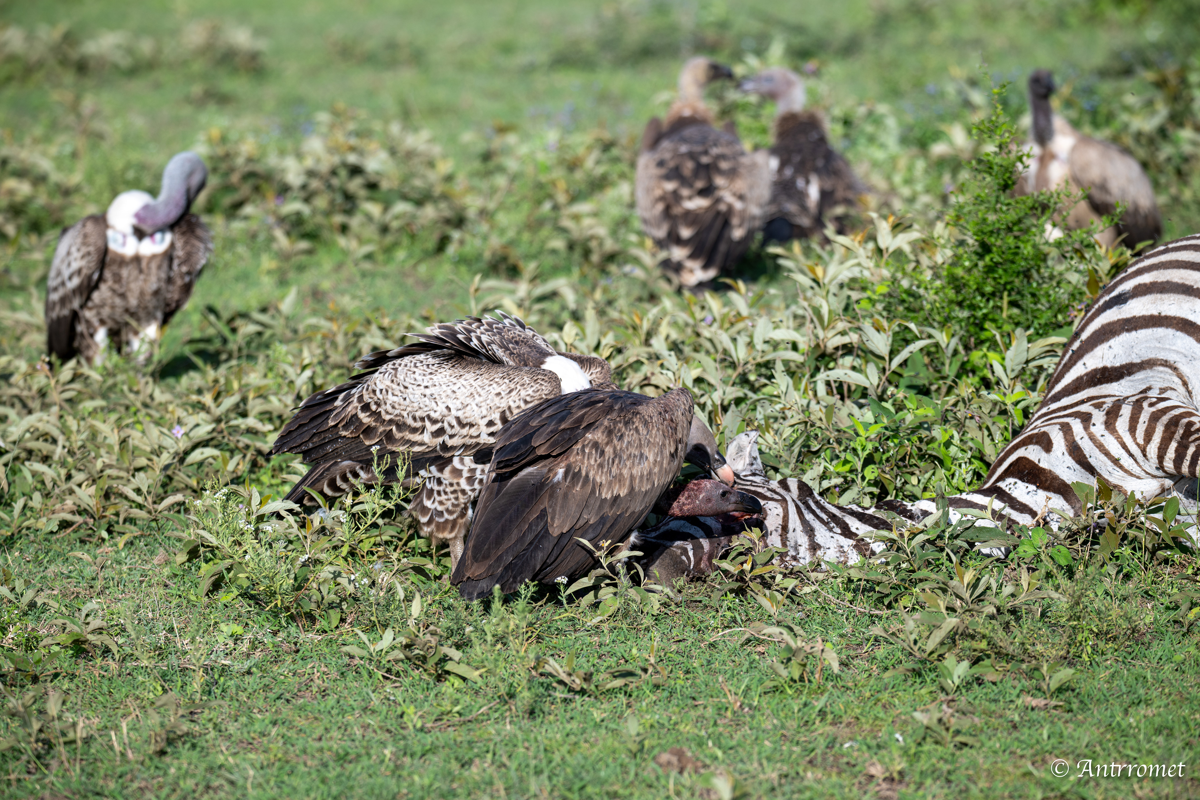 Vultures feating on a zebra