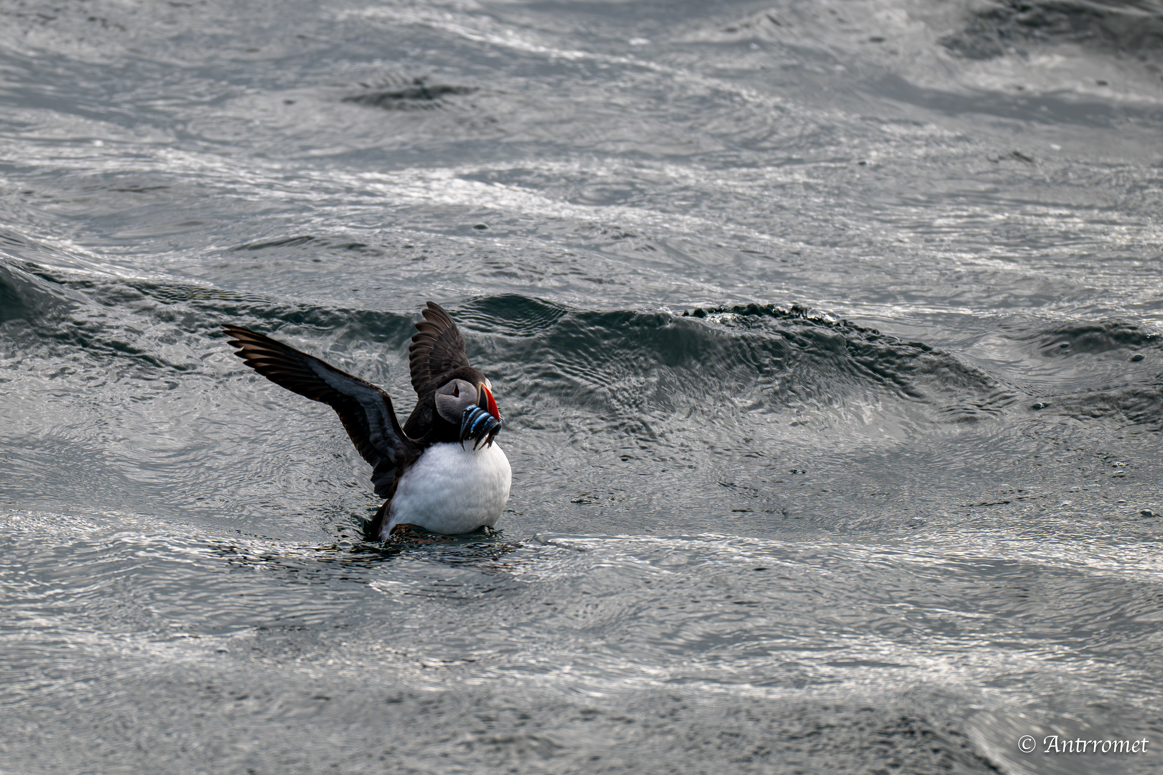 Puffins at Puffin Safari AS, Bleik, Vesteralen