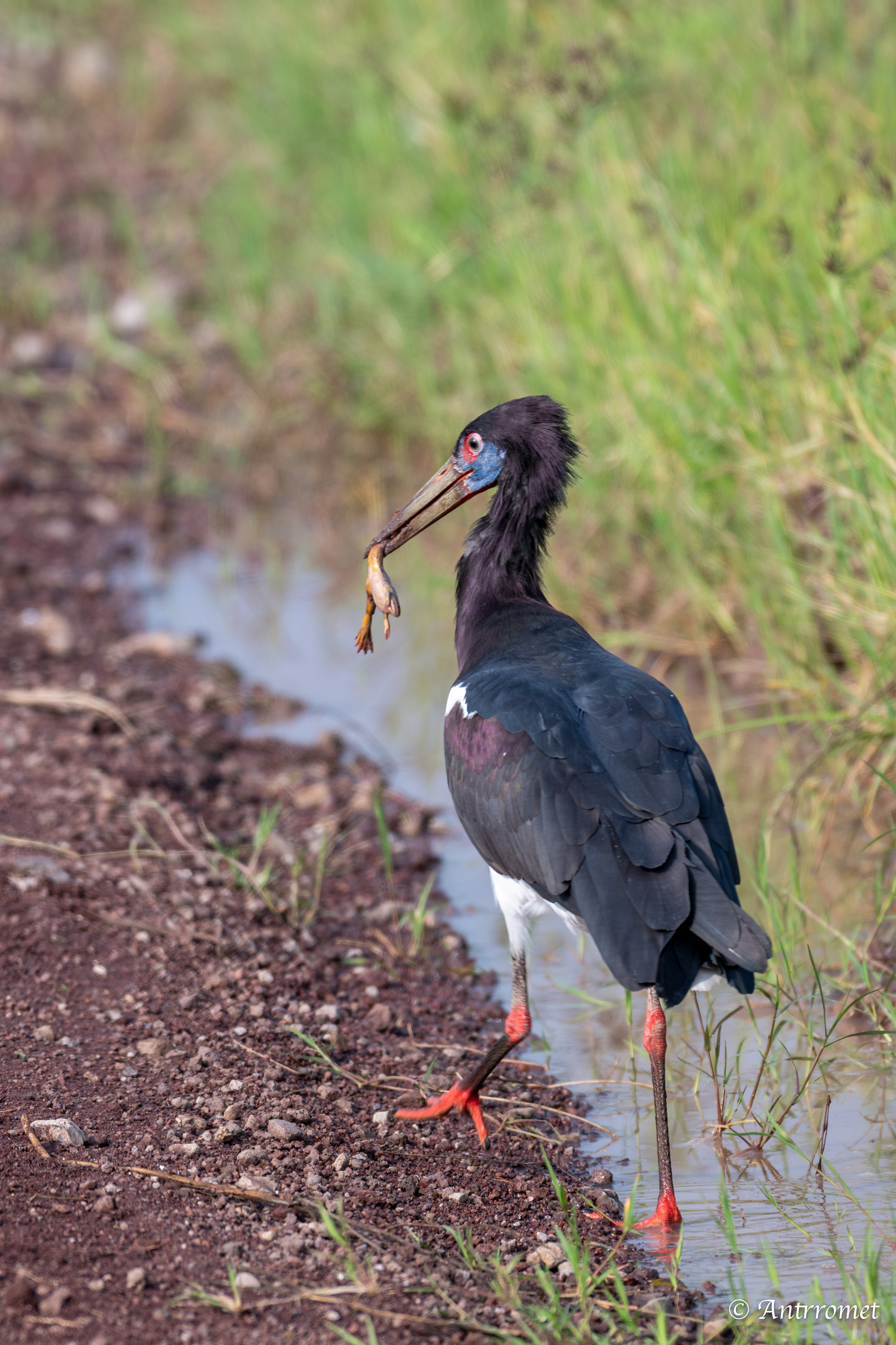 Abdim's Stork (also known as a White-bellied Stork)