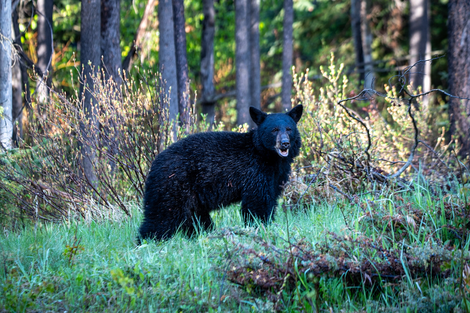 Black bear on Maligne Lake Road