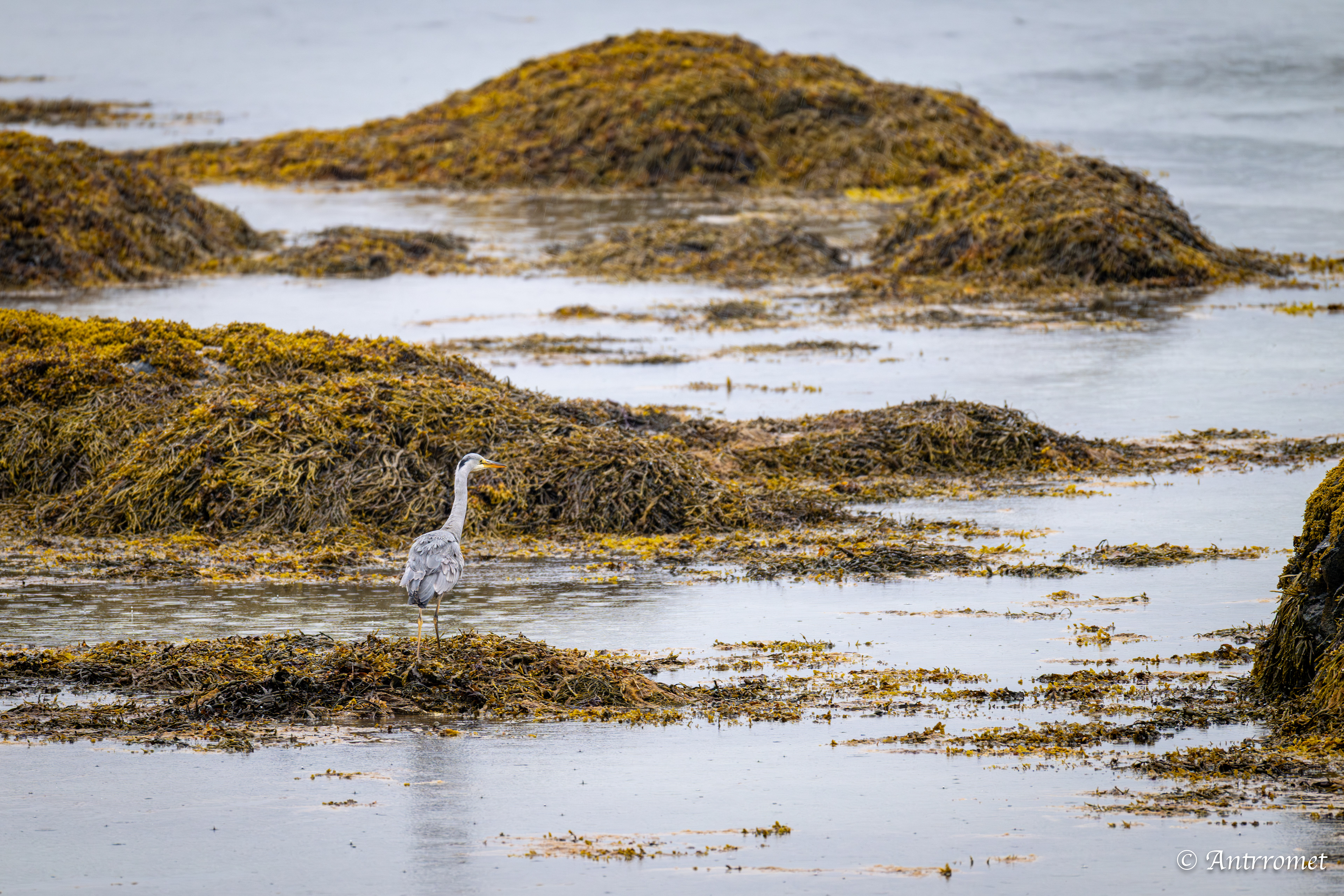 Godøystraumen rasteplass