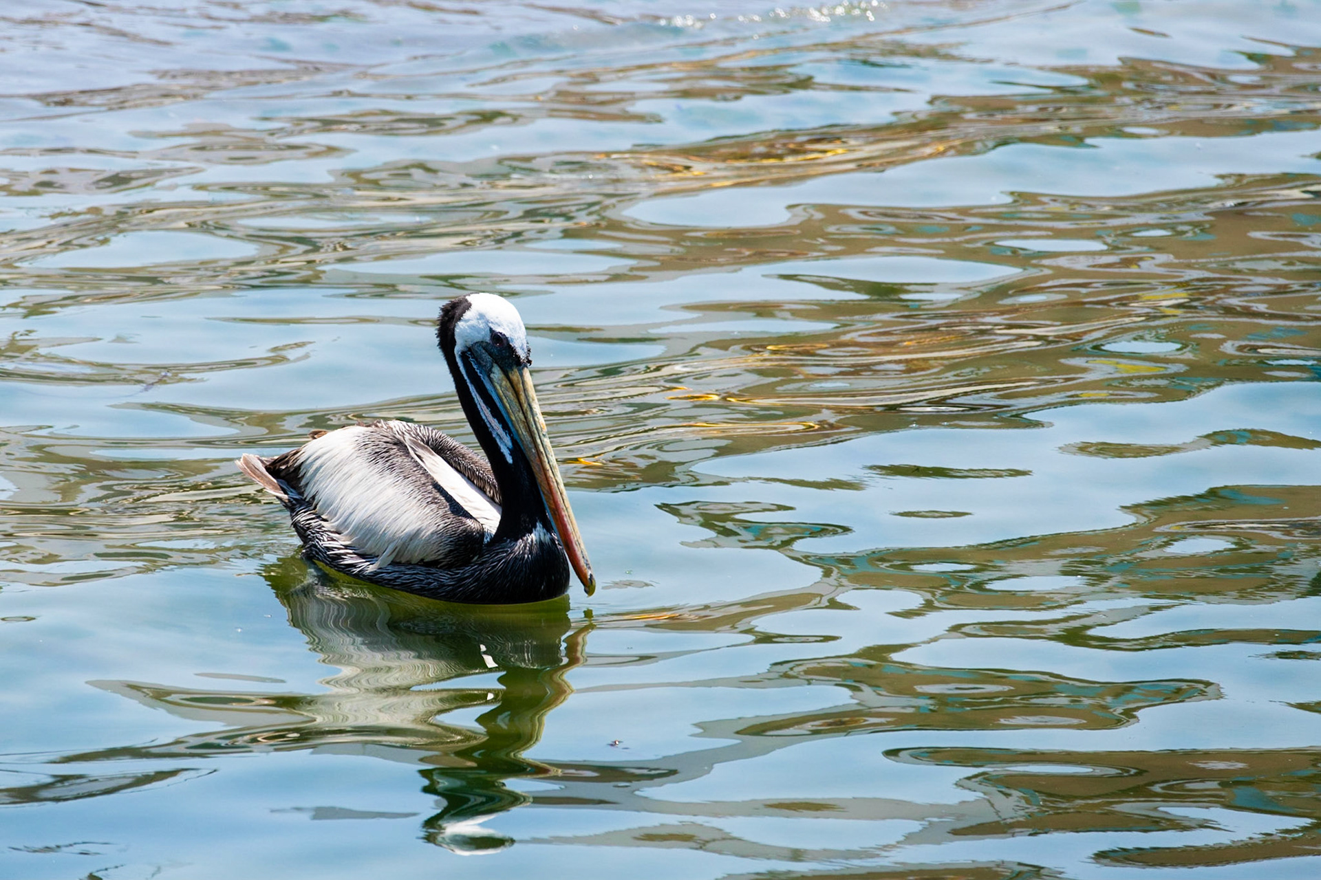Peruvian pelican, Ballestas Islands