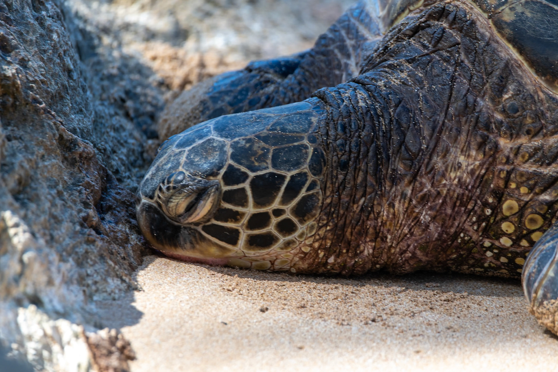 Laniakea beach turtles