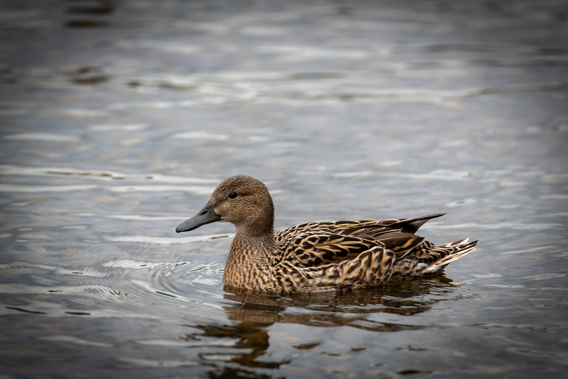 Duck Bay, Loch Lomond & The Trossachs National Park