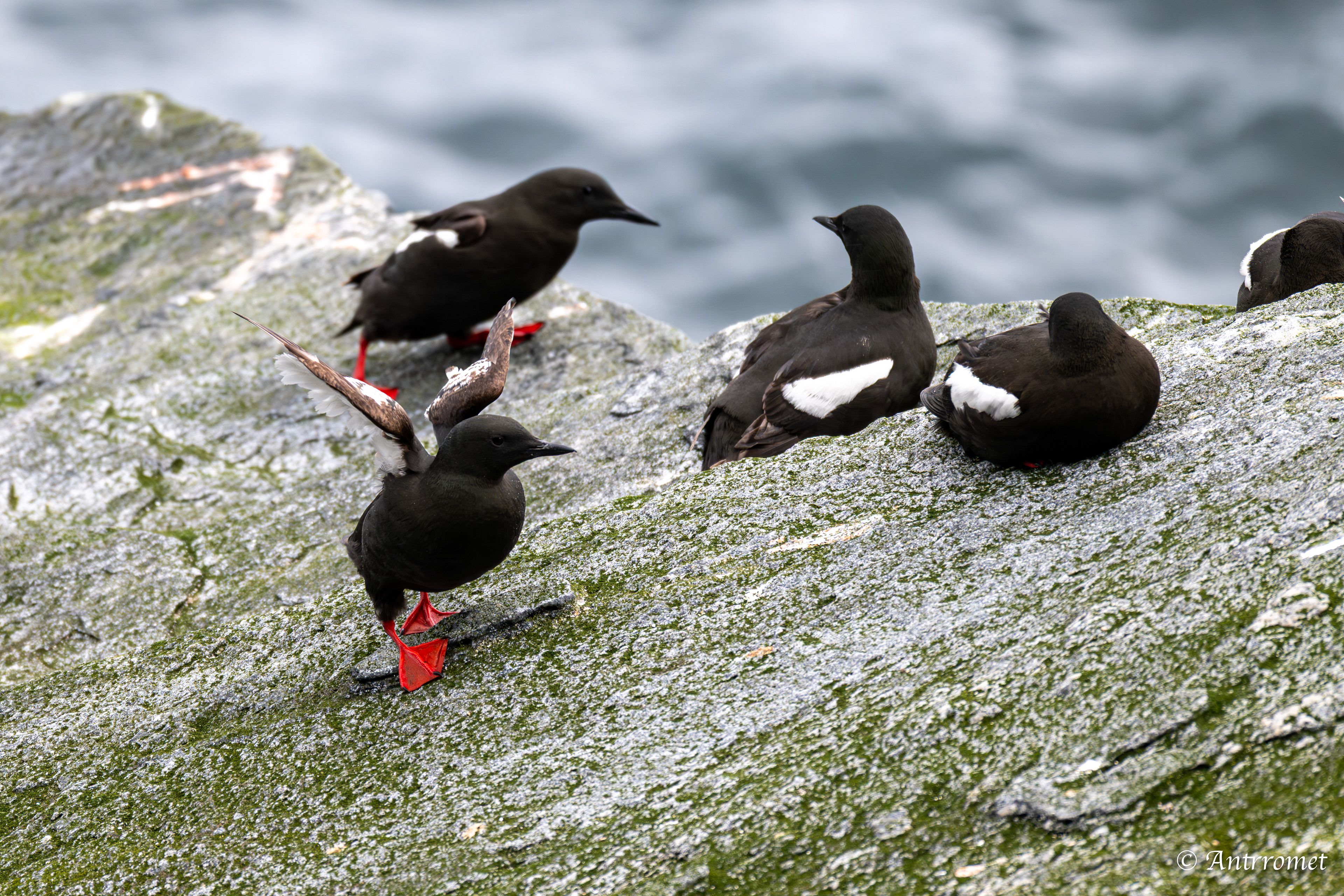 Black Guillemots at The Bird Cliff at Værøy