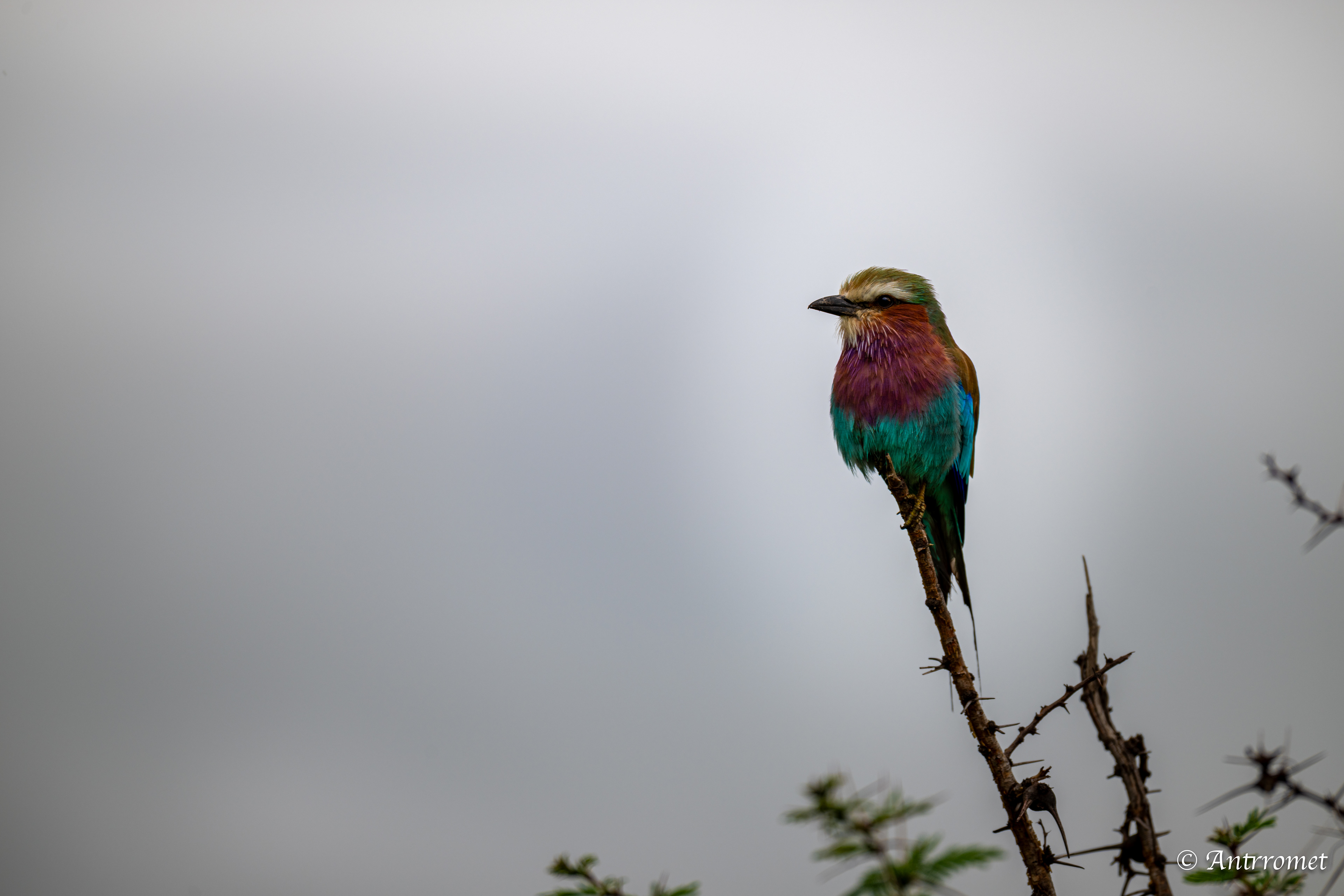 Lilac-breasted Roller