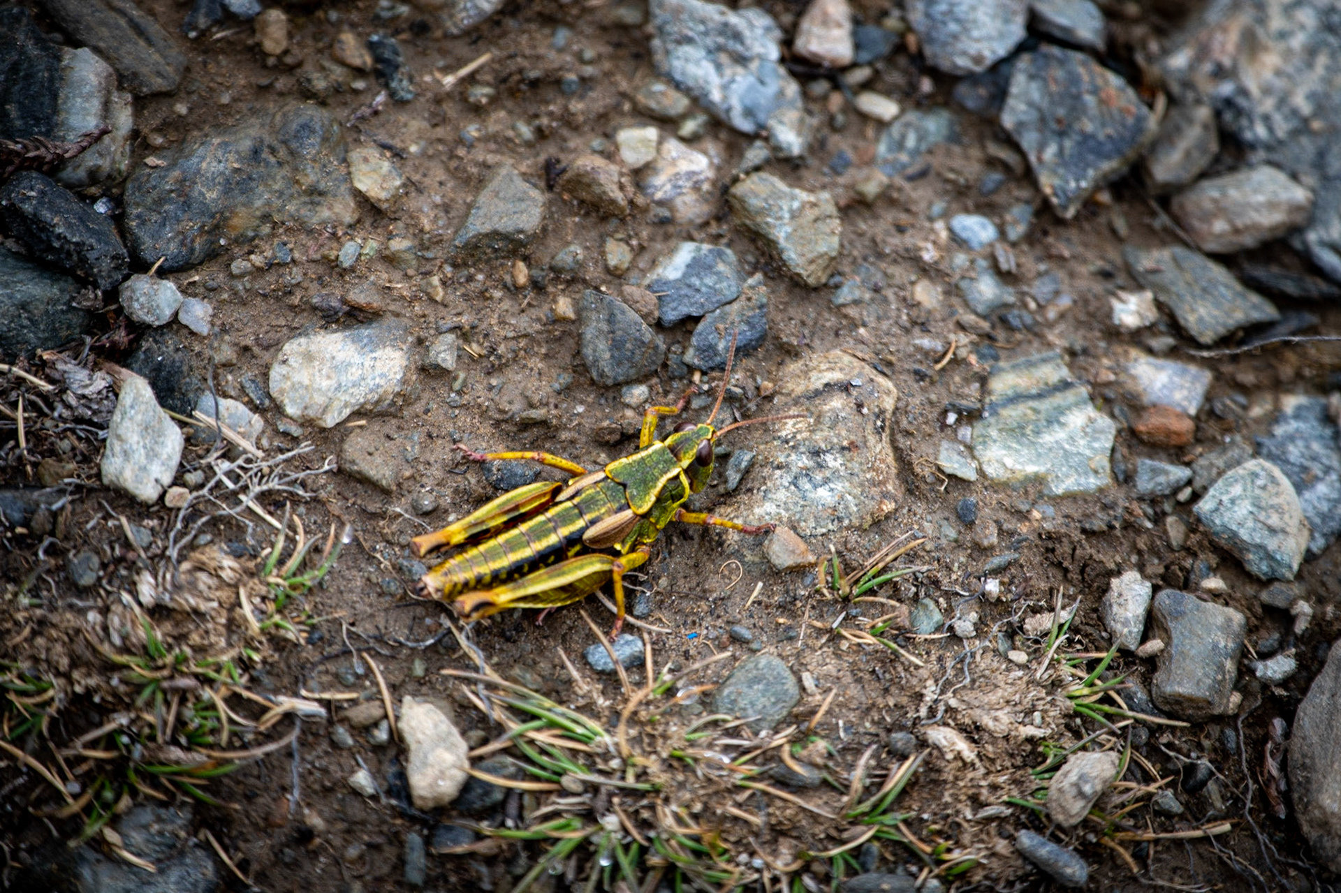 Alpine grashopper