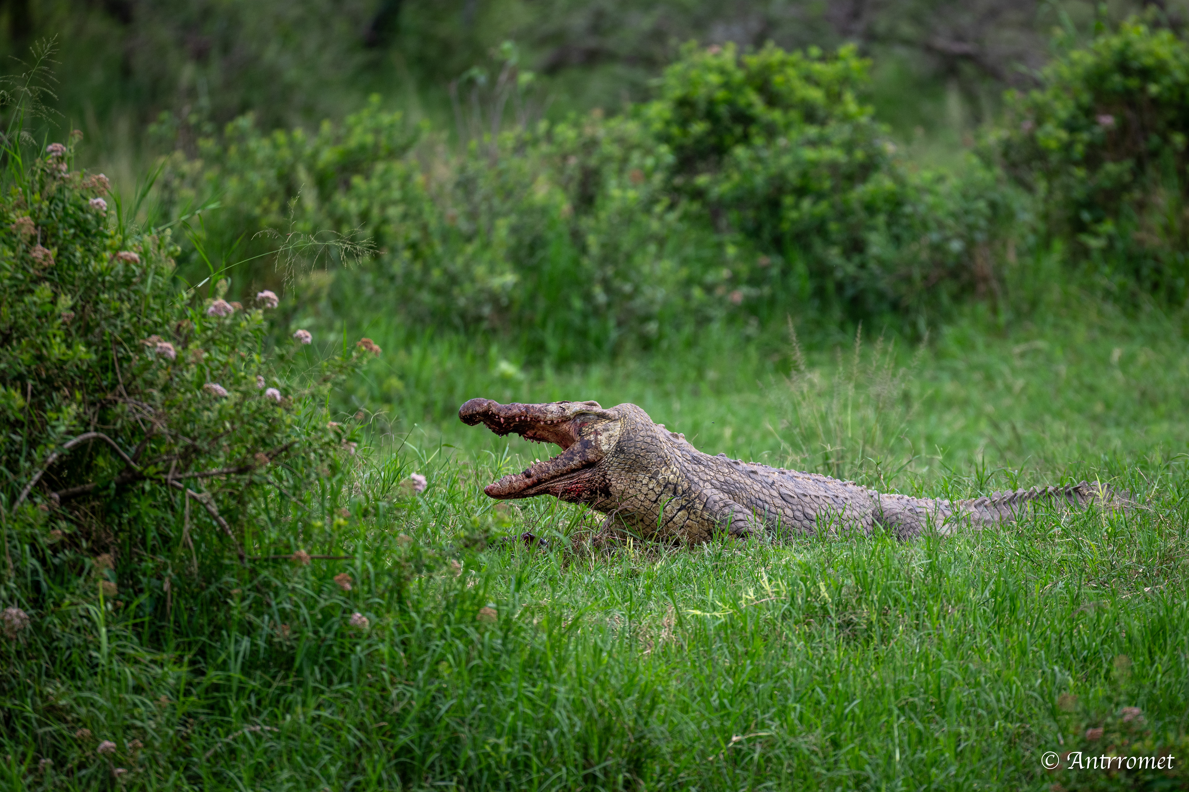 Nile Crocodile devouring a warthog