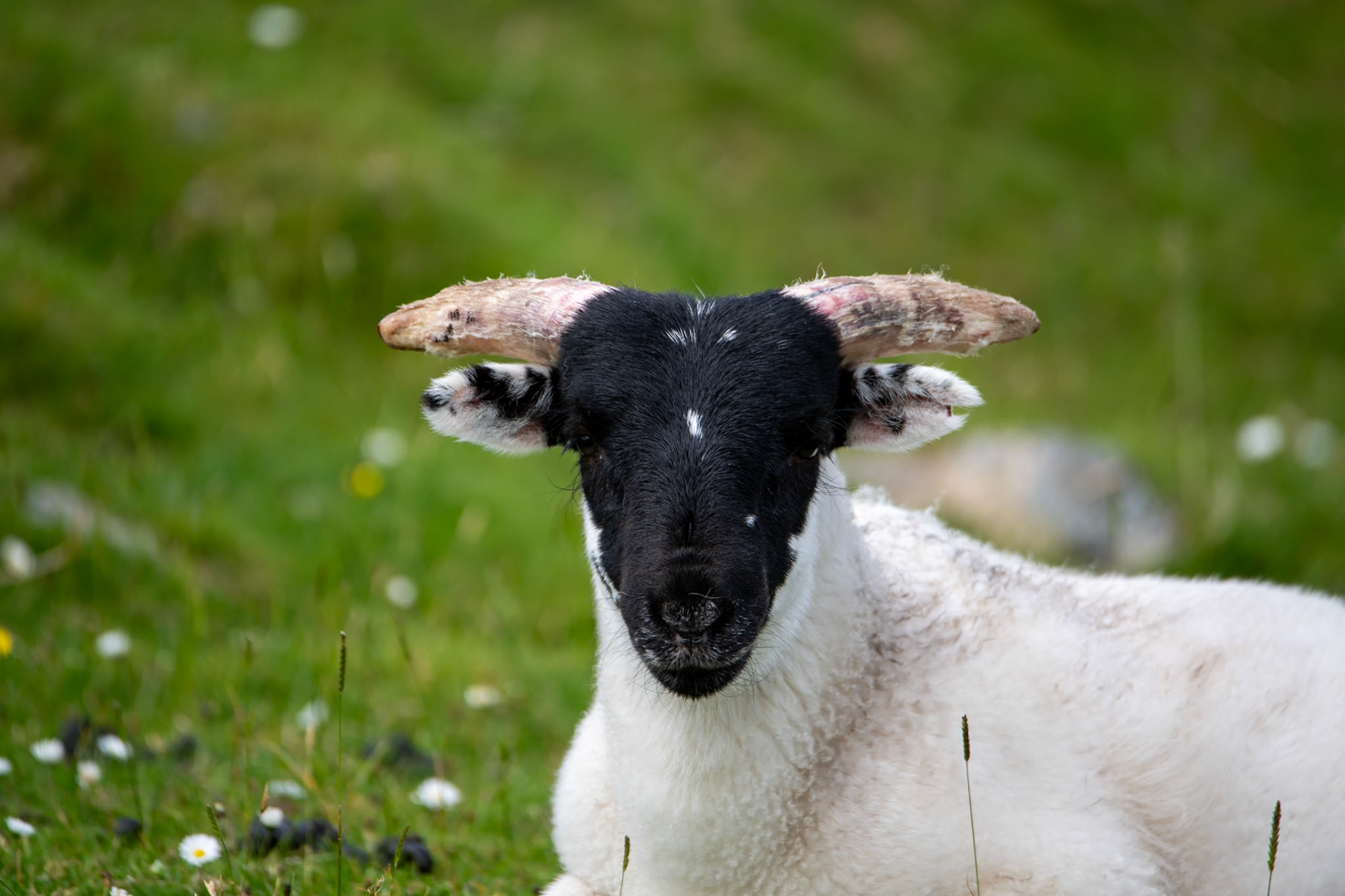 Scottish Blackface sheep on the way to Elgol
