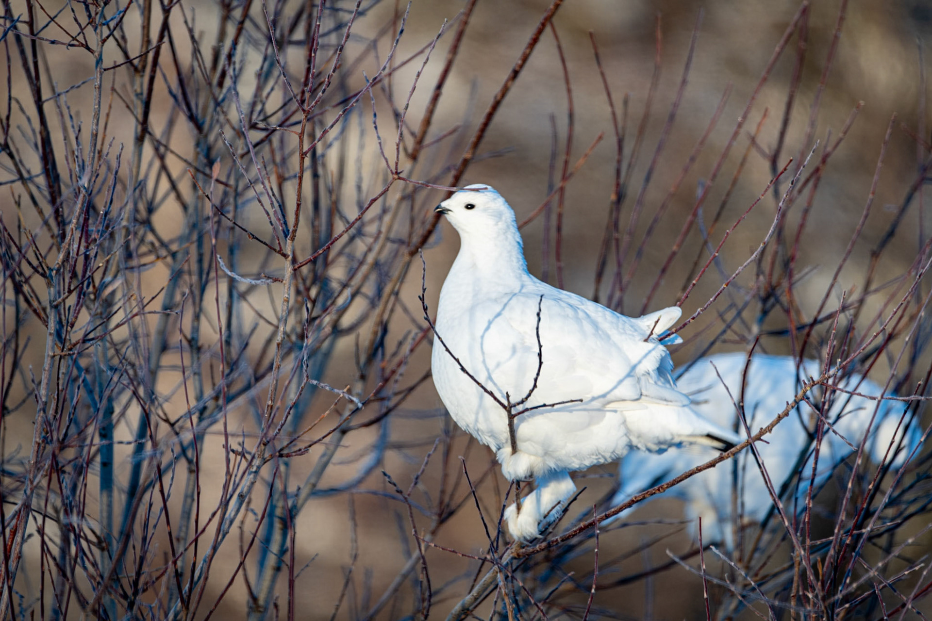 Rock ptarmigans on Ingraham Trail