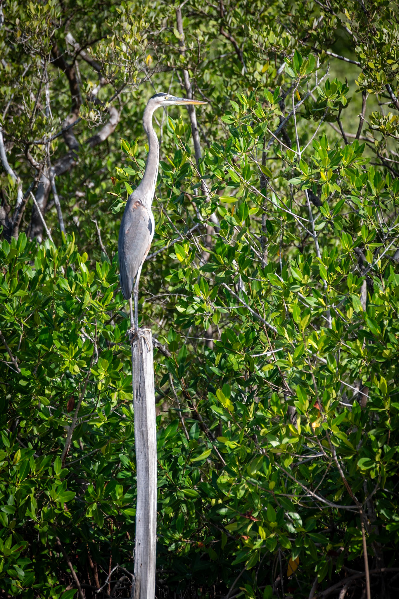 Great Blue Heron at Rio Lagartos Lagoon