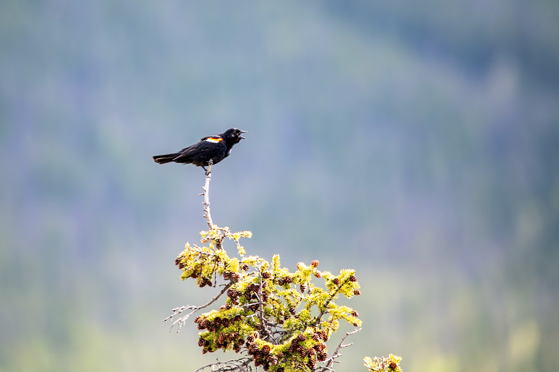Red-winged Blackbird