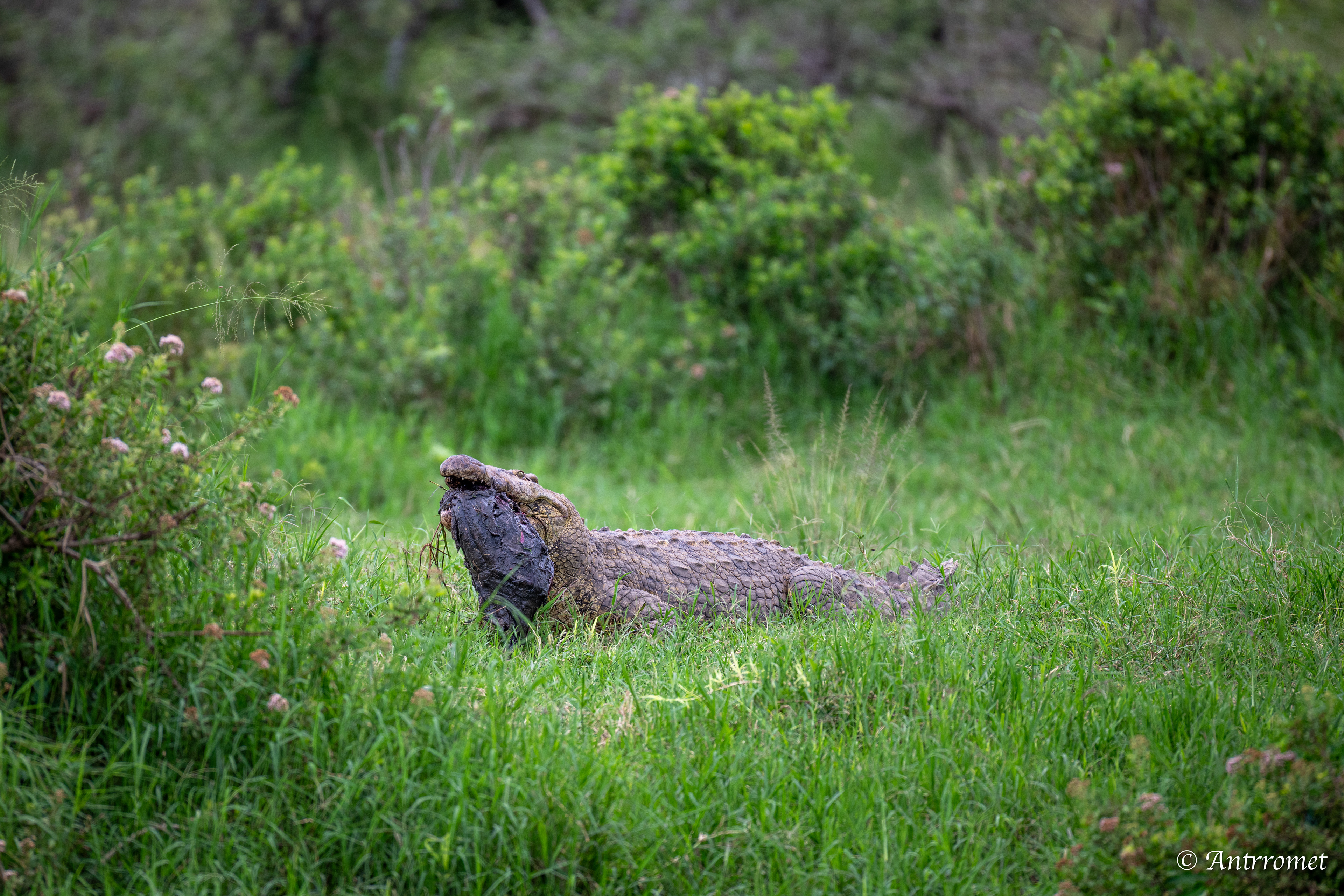 Nile Crocodile devouring a warthog