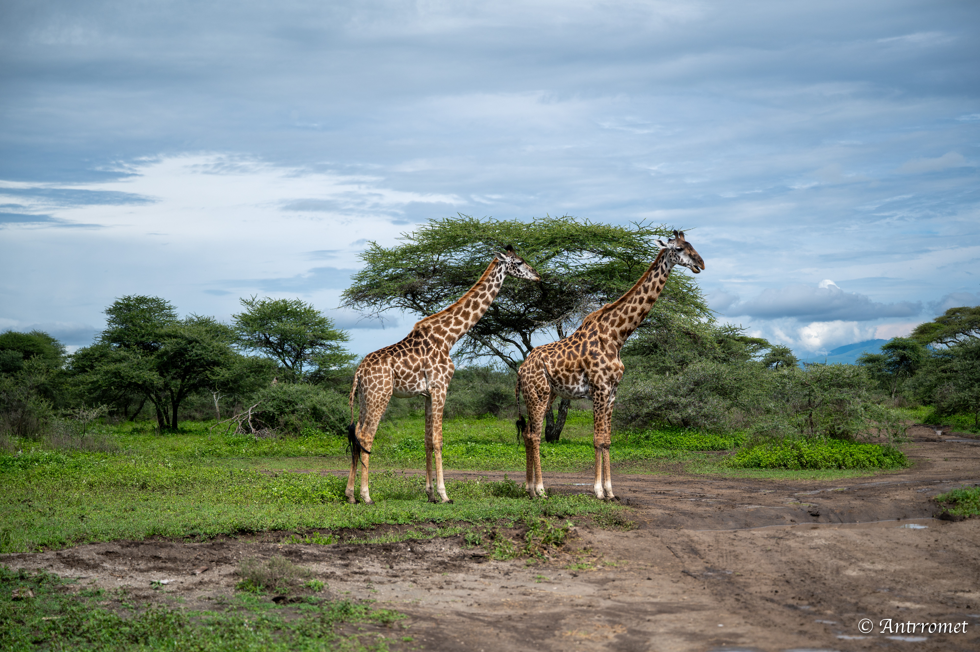 Giraffes