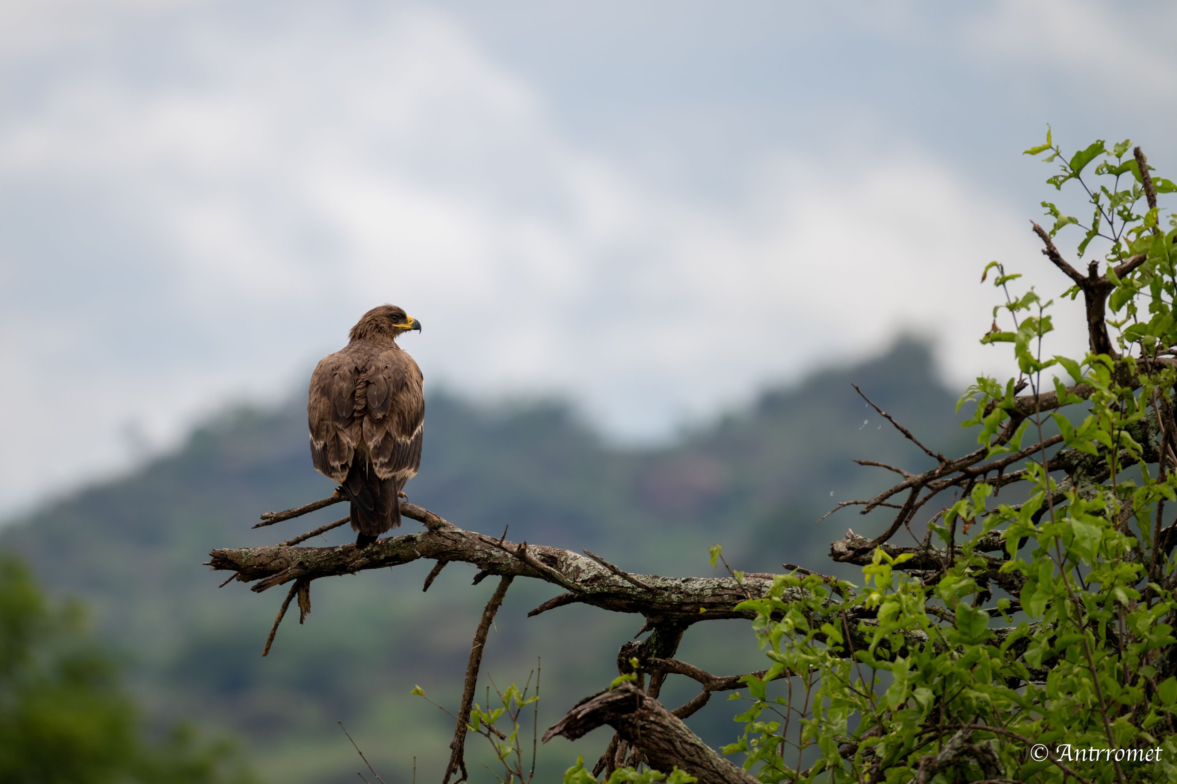 Tawny Eagle