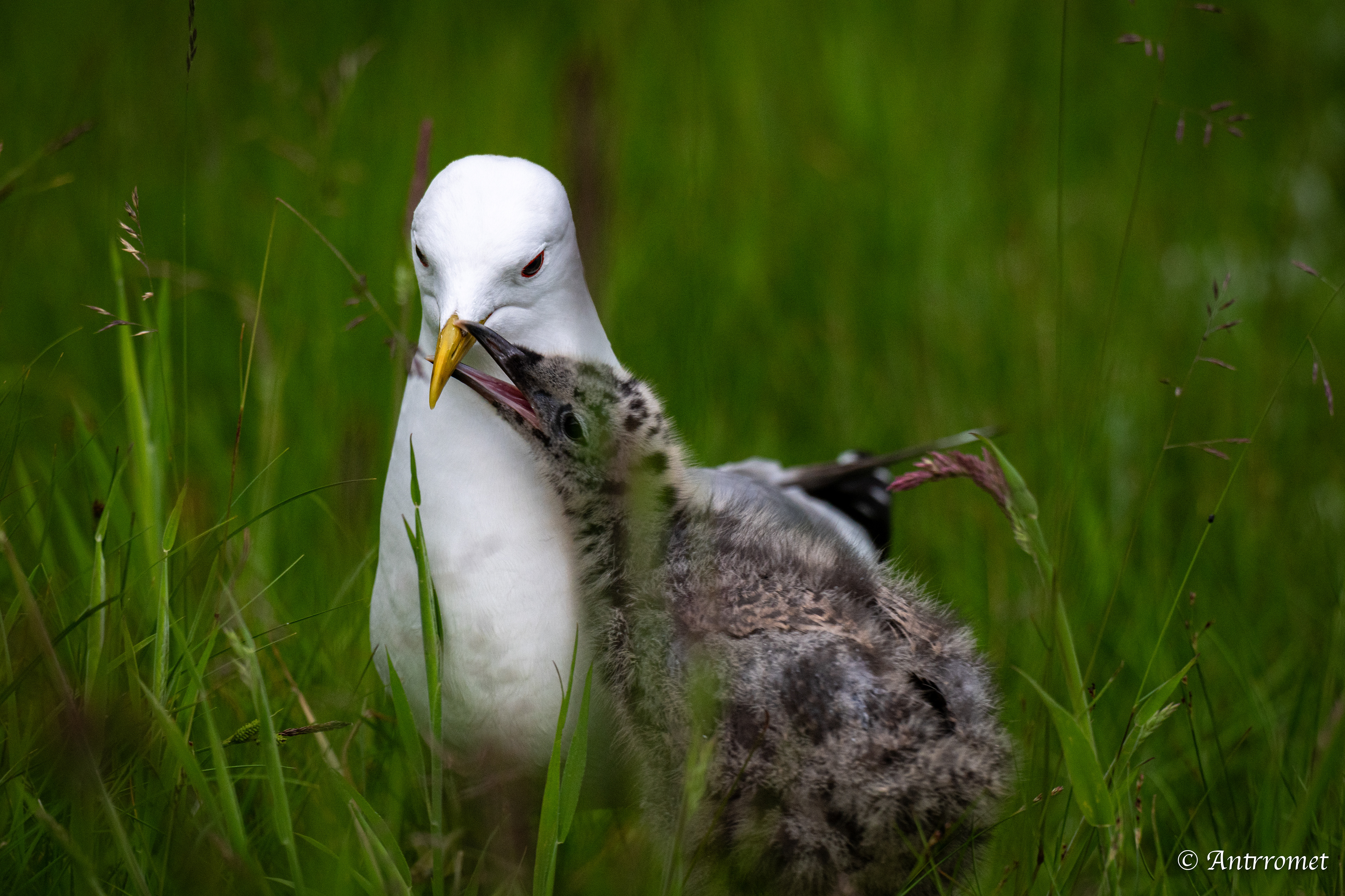 Common gull and it's chick near Flåm stasjon