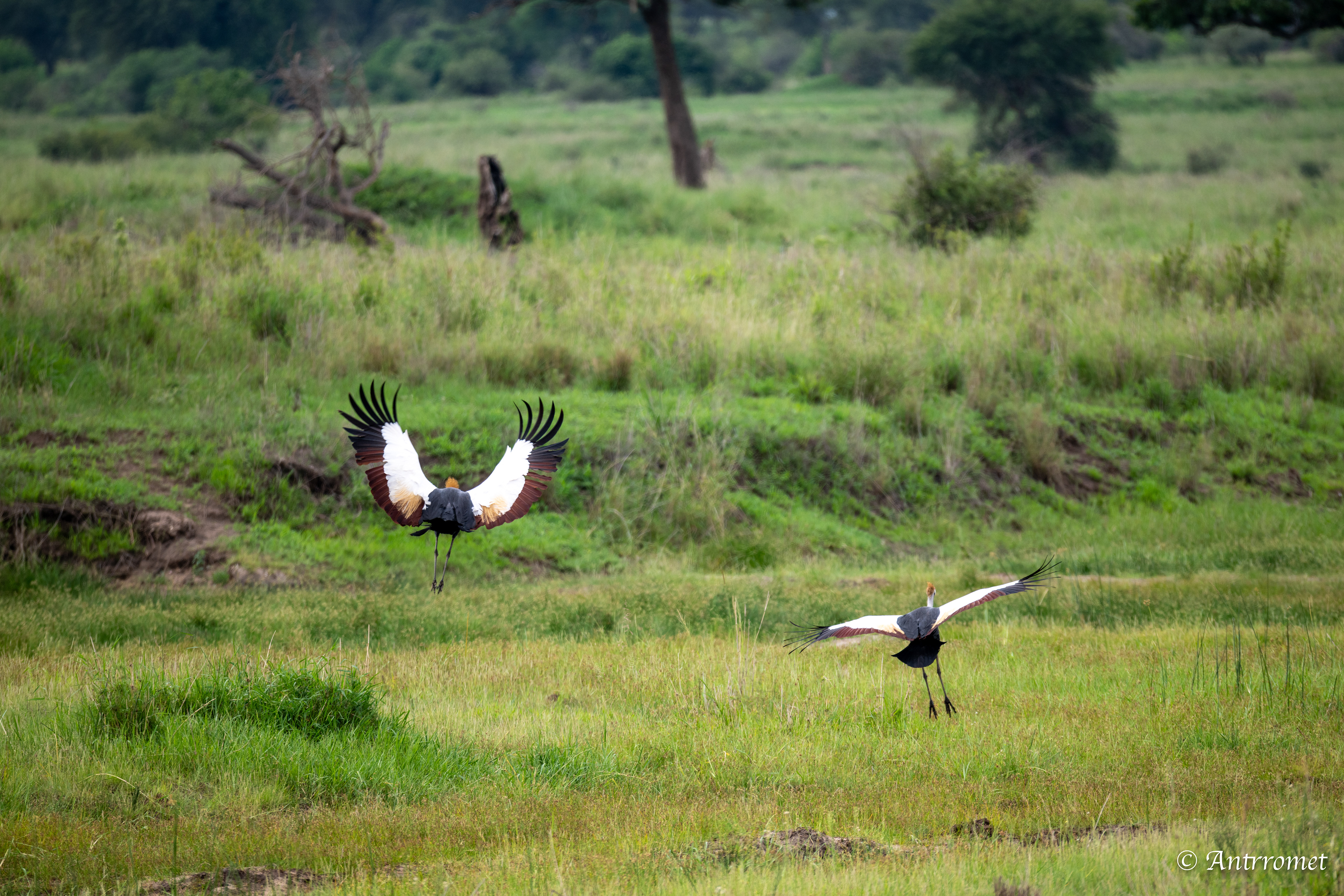 Grey Crowned Cranes