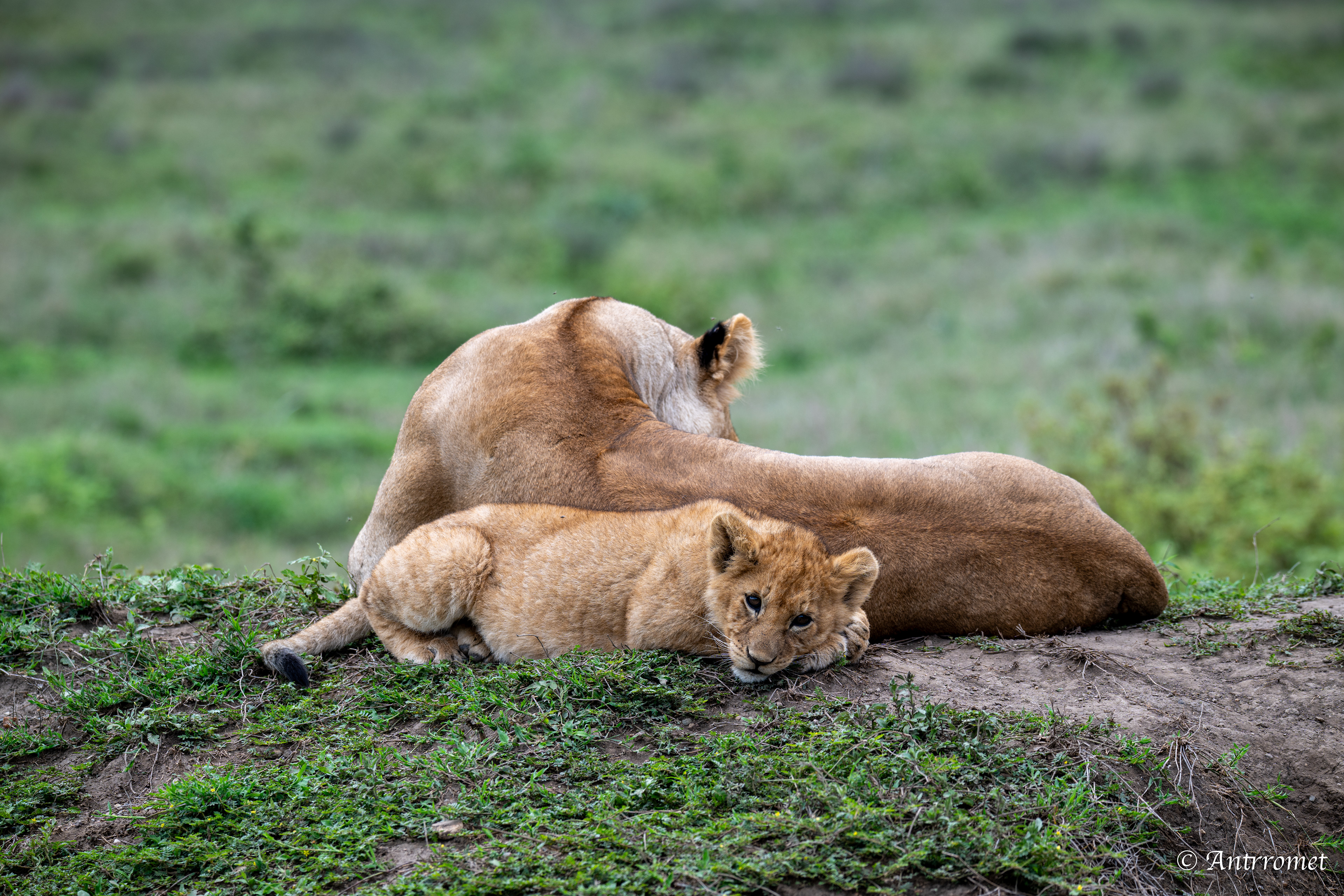 Lion cub with its mom