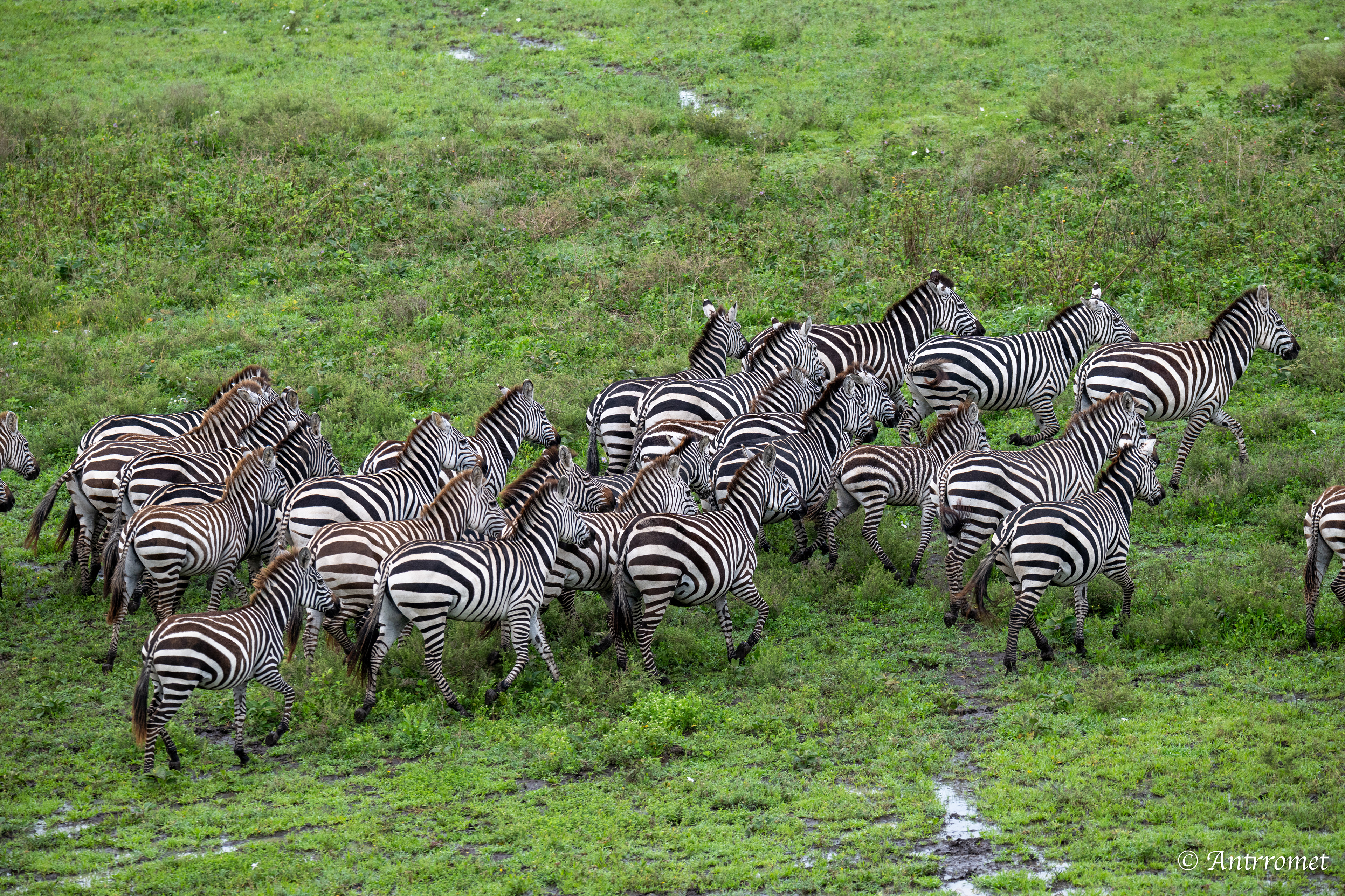 Zebras