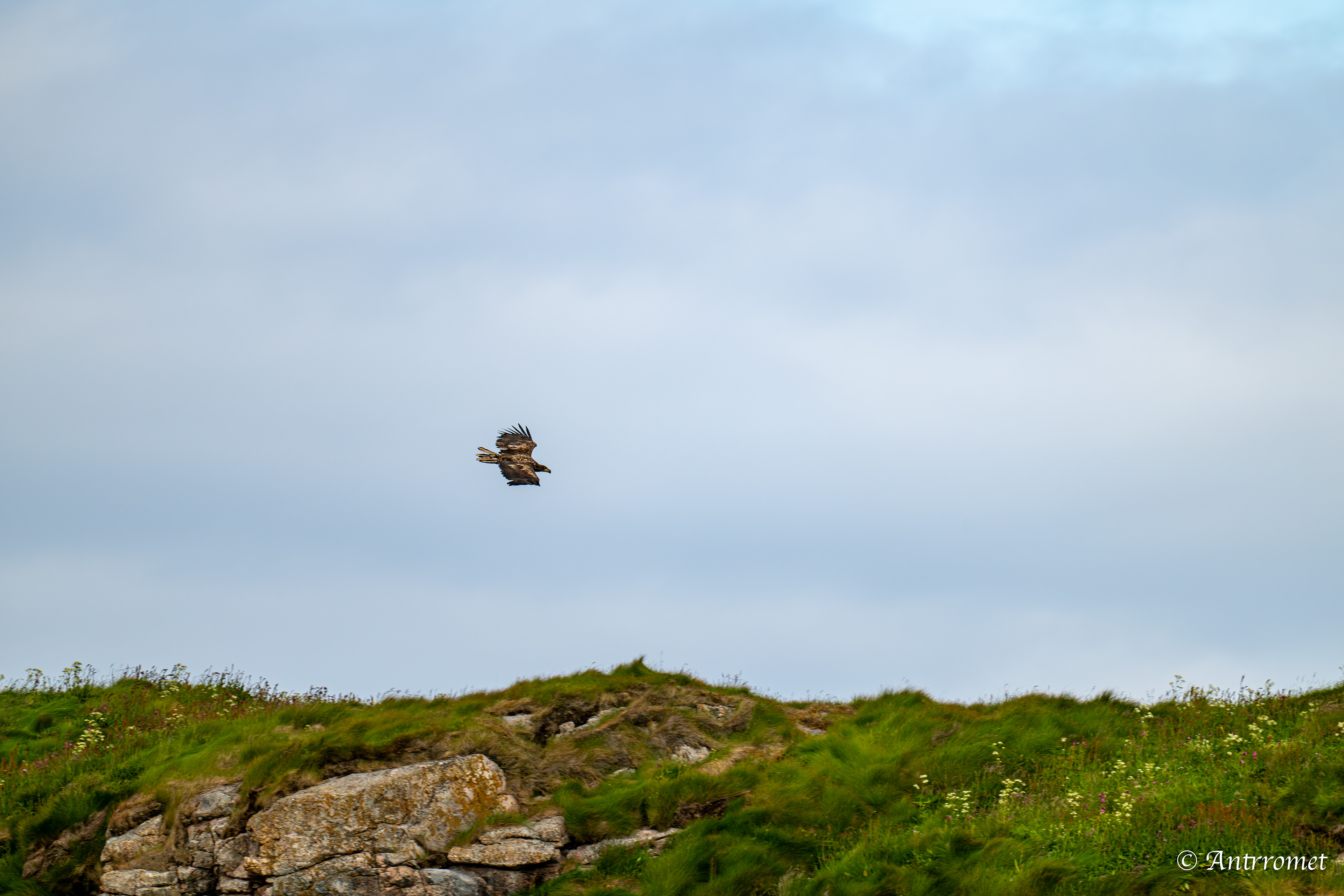Golden eagle at Puffin Safari AS, Bleik, Vesteralen