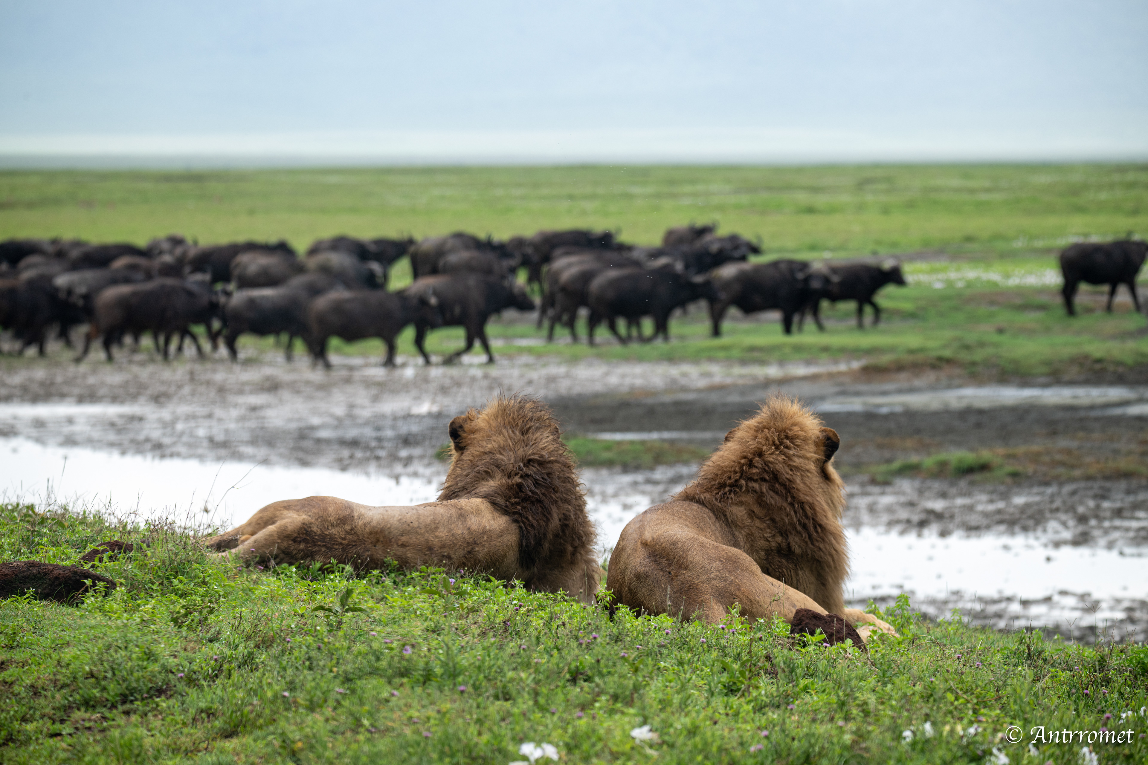 Stand-down between lions and buffaloes