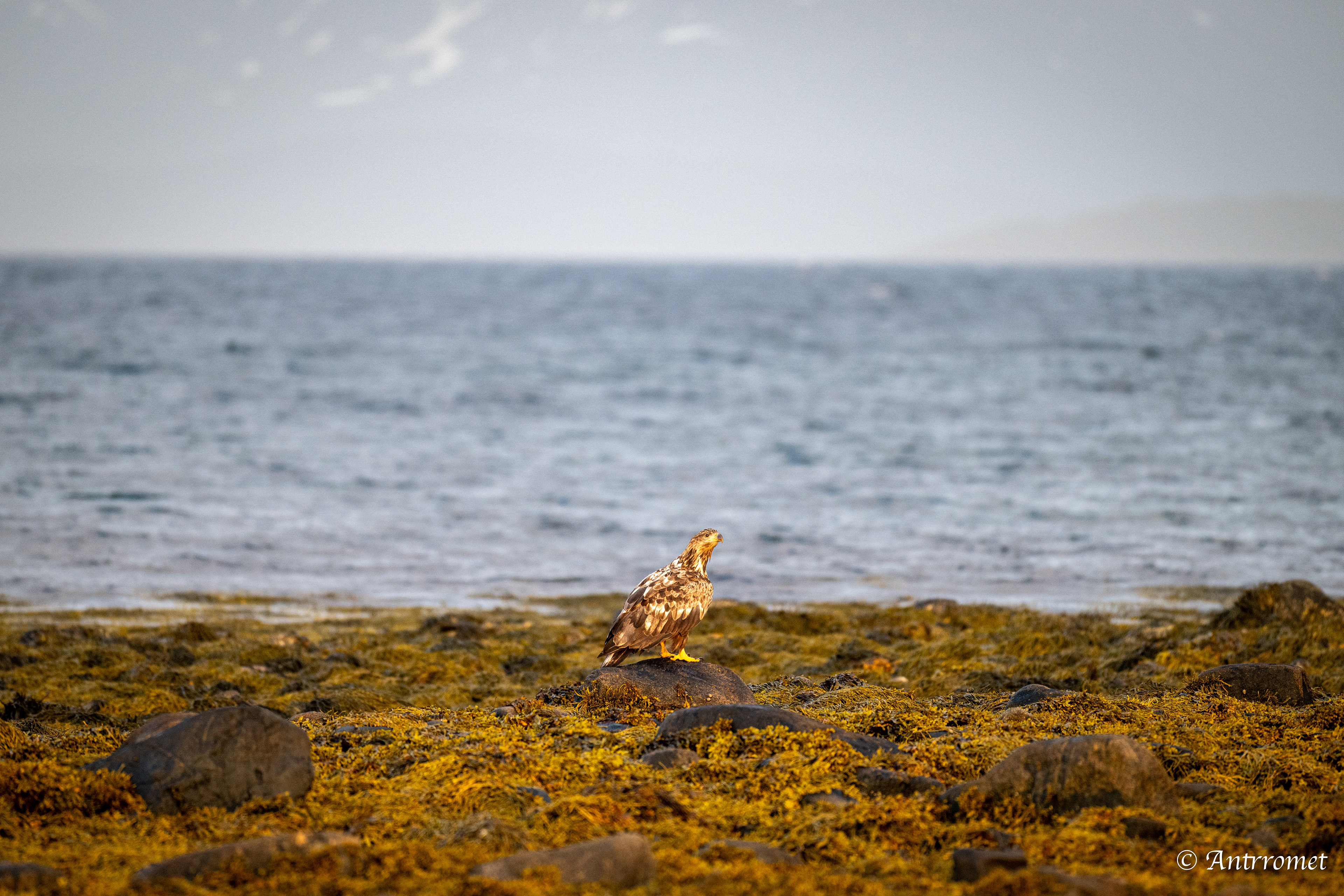 Golden eagle somewhere near Åse on a tour with Arctic North Adventures