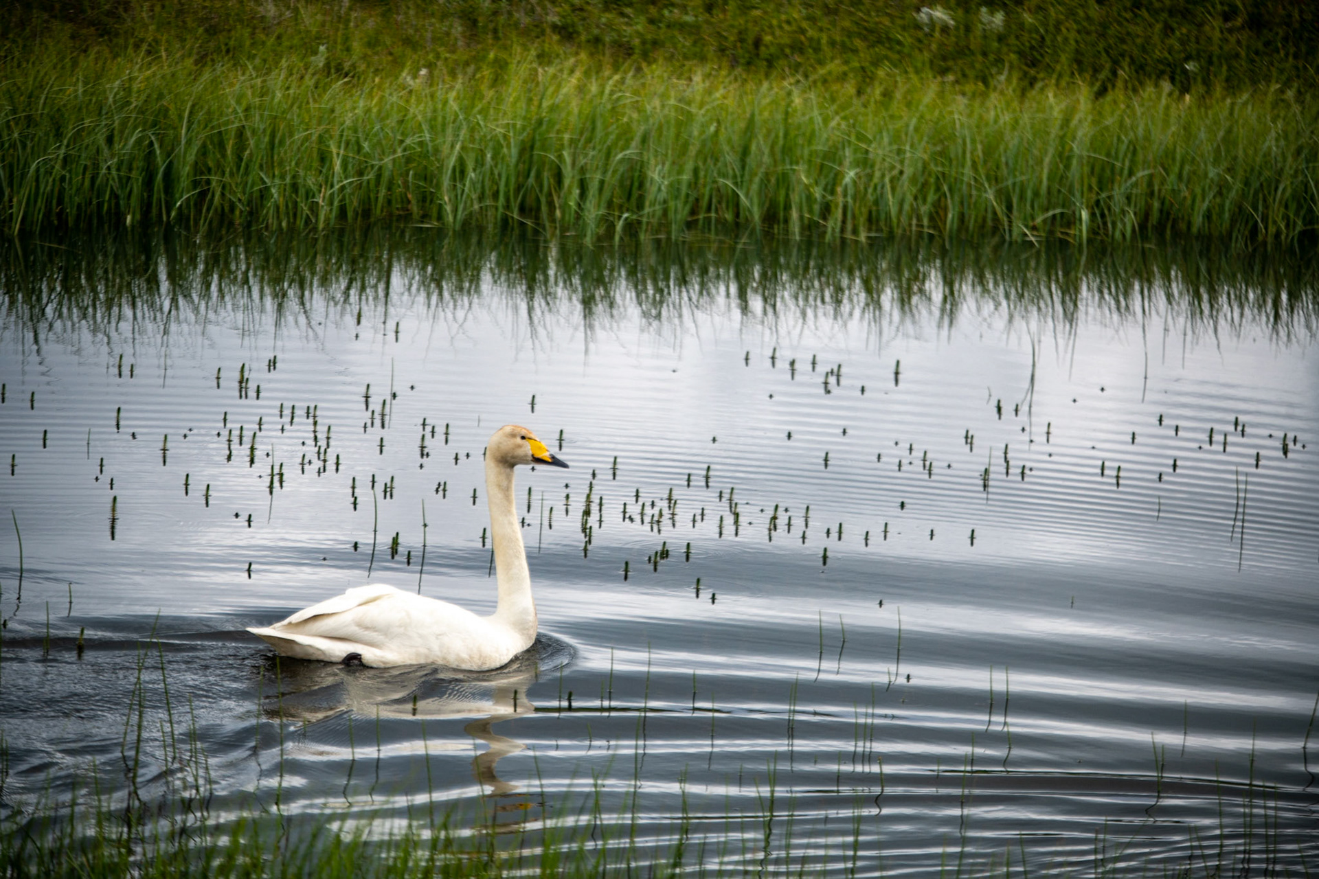 Whooper swan