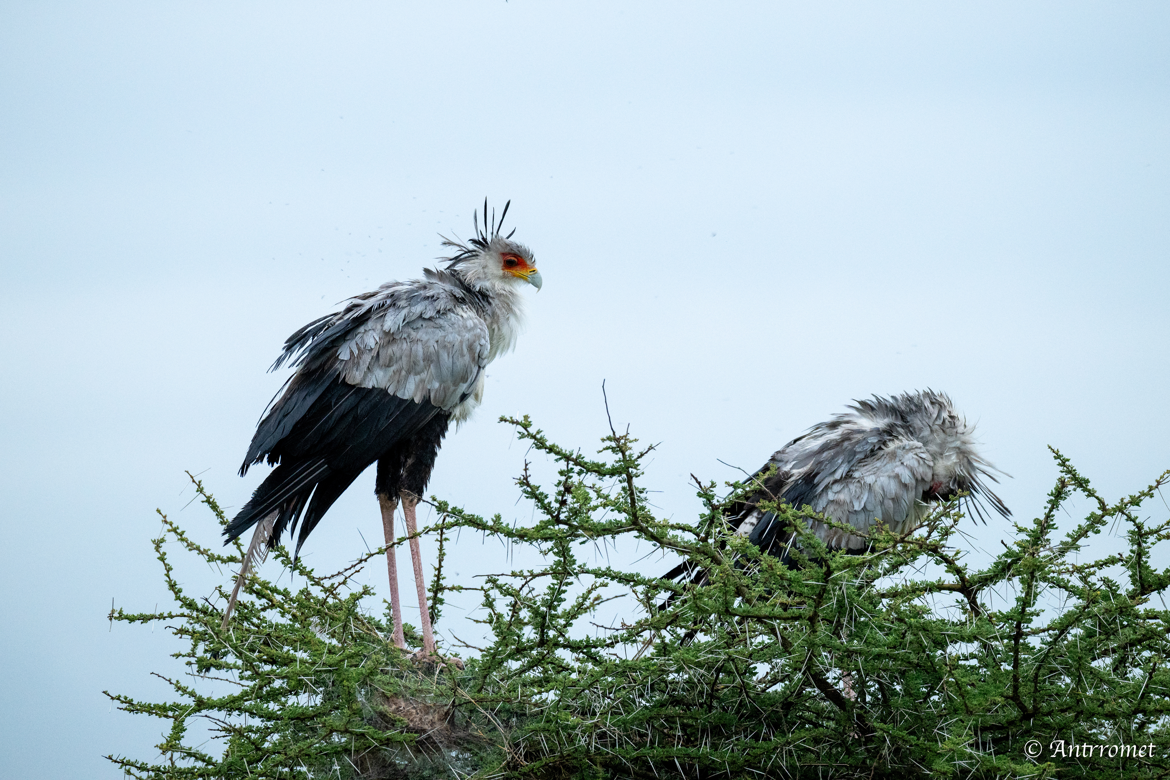 Secretarybirds