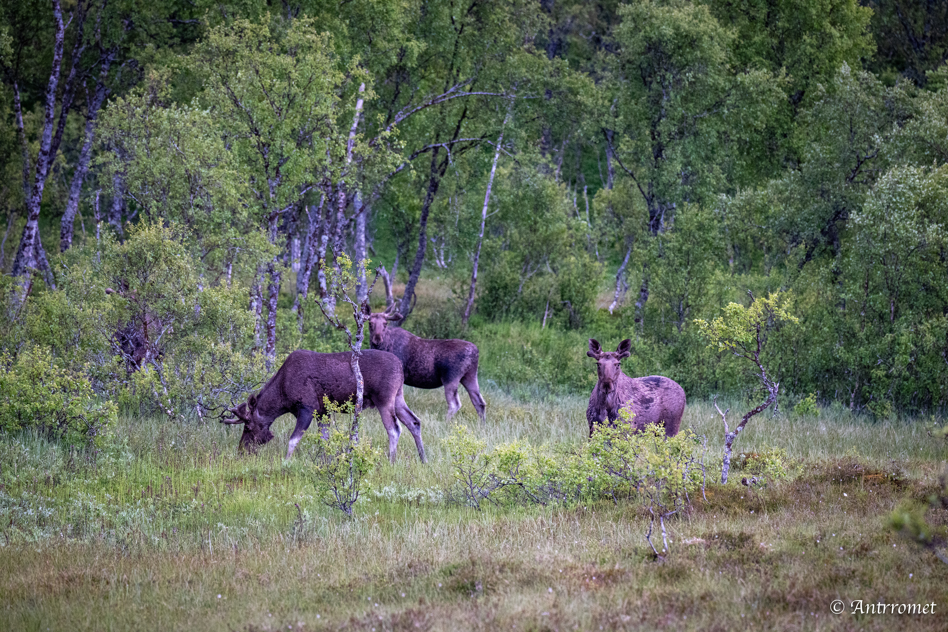 Mooses somewhere near Åse on a tour with Arctic North Adventures