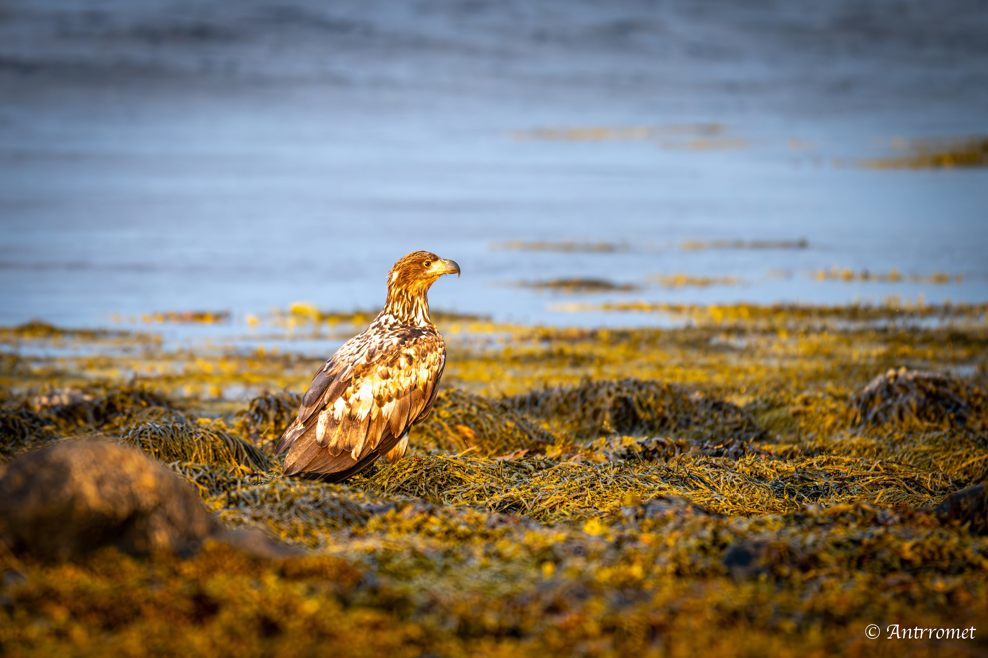 Golden eagle somewhere near Åse on a tour with Arctic North Adventures