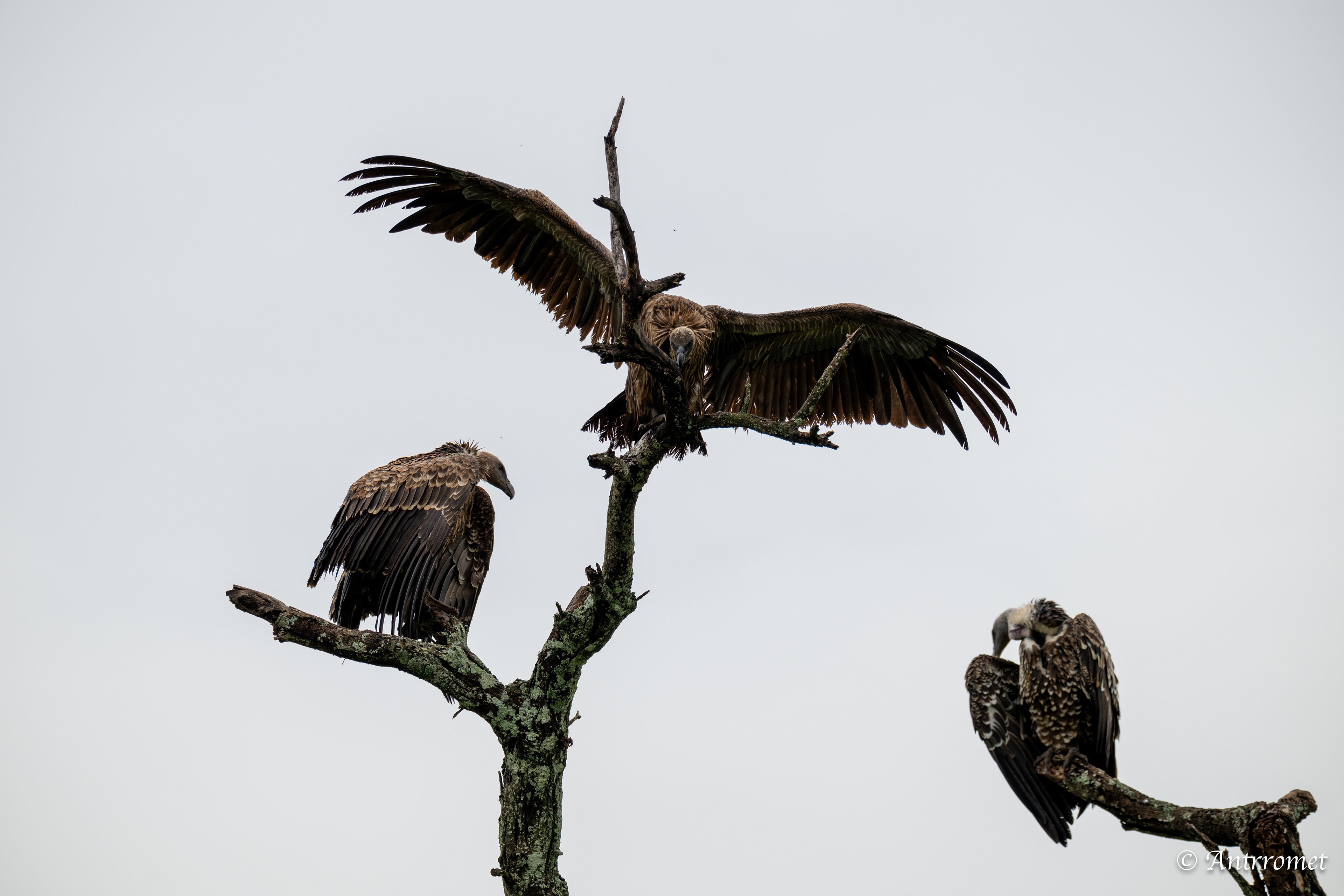 Rüppell's Vultures