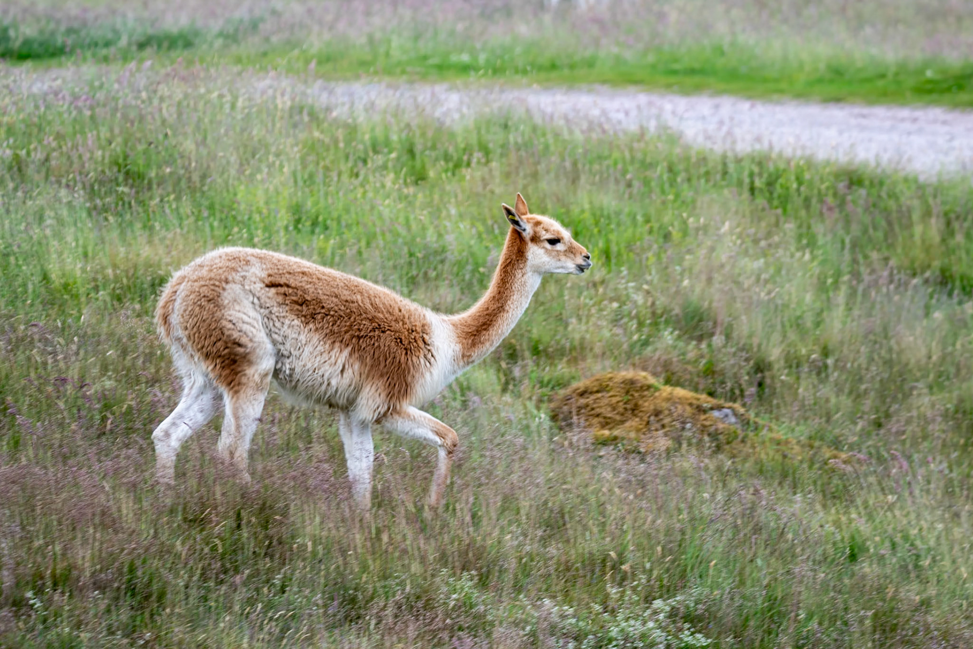 Guanaco, Highland Wildlife Park