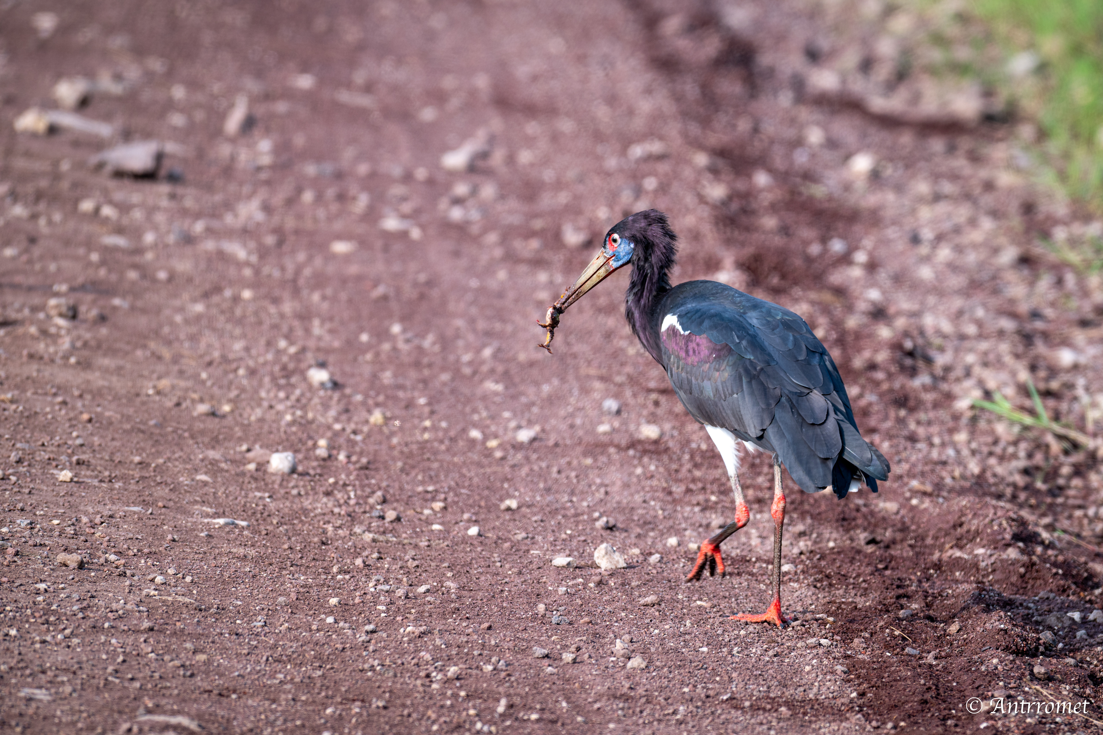 Abdim's Stork (also known as a White-bellied Stork)
