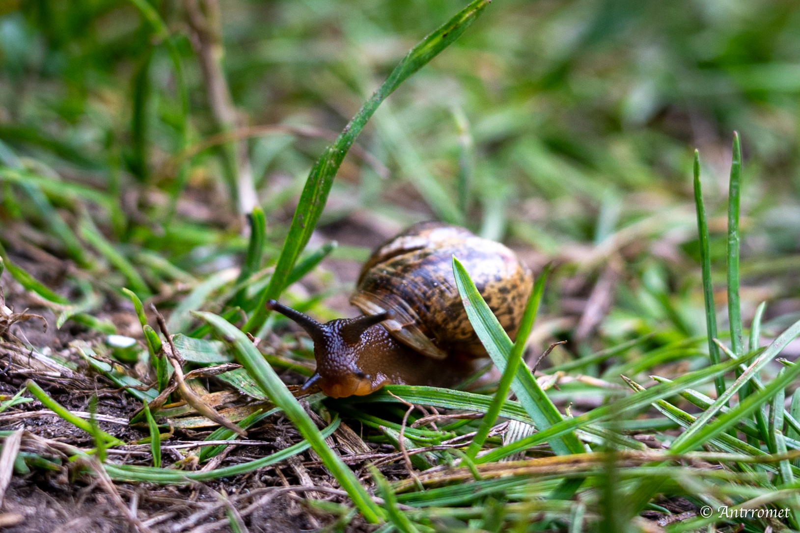 Snail near Værøy