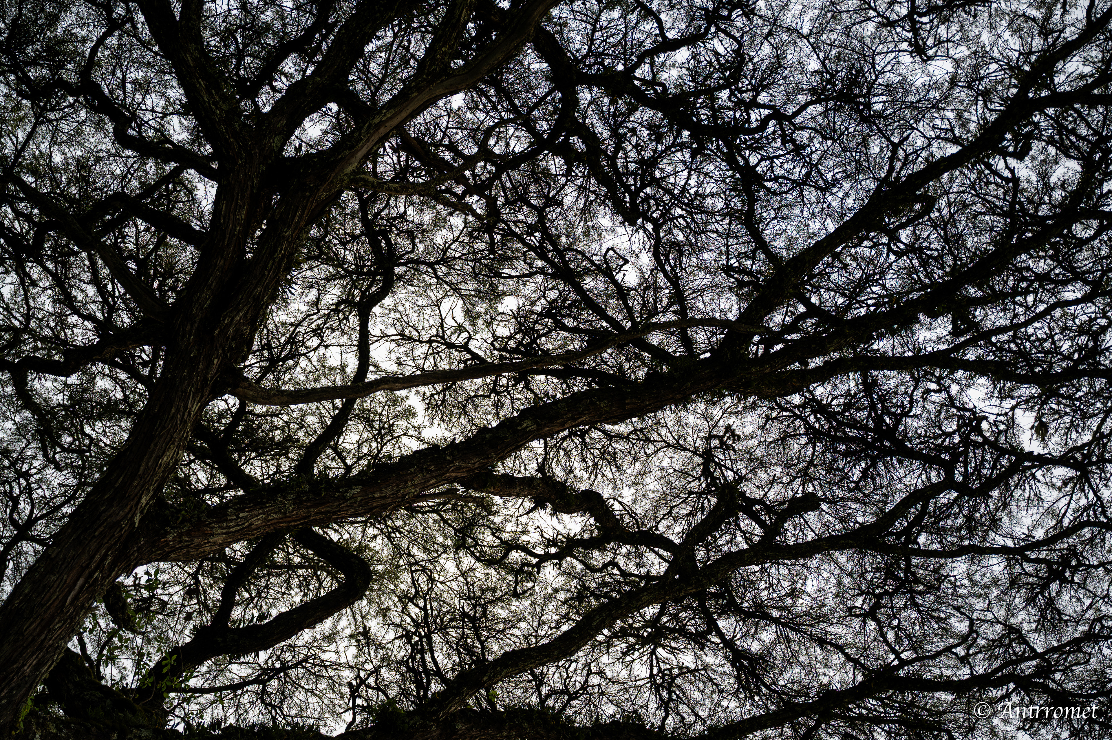 Ngorongoro crater rim