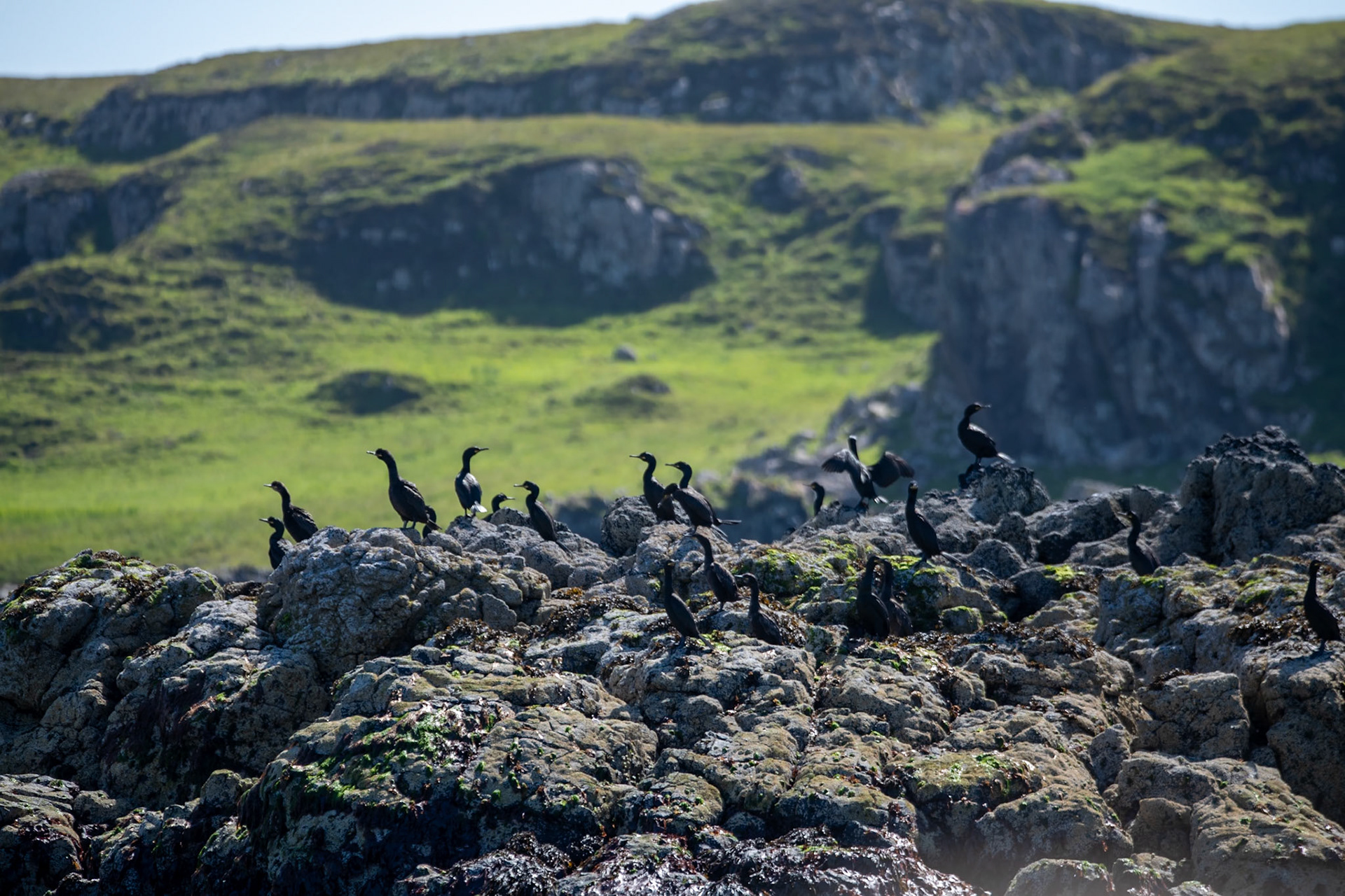 Shags, Isle of Canna