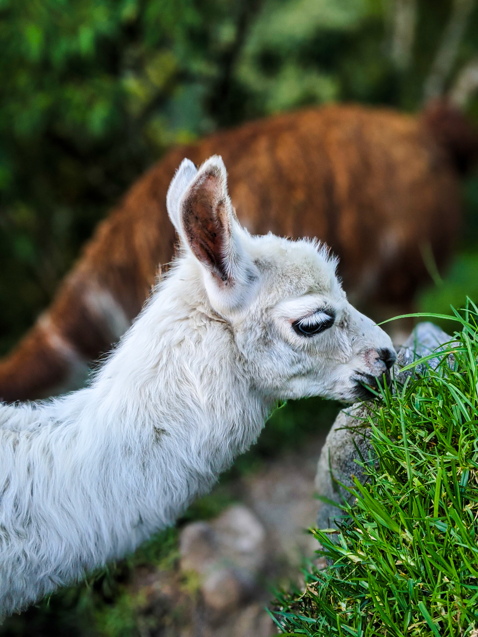 Baby llama (Classic Inca Trail Day 3)
