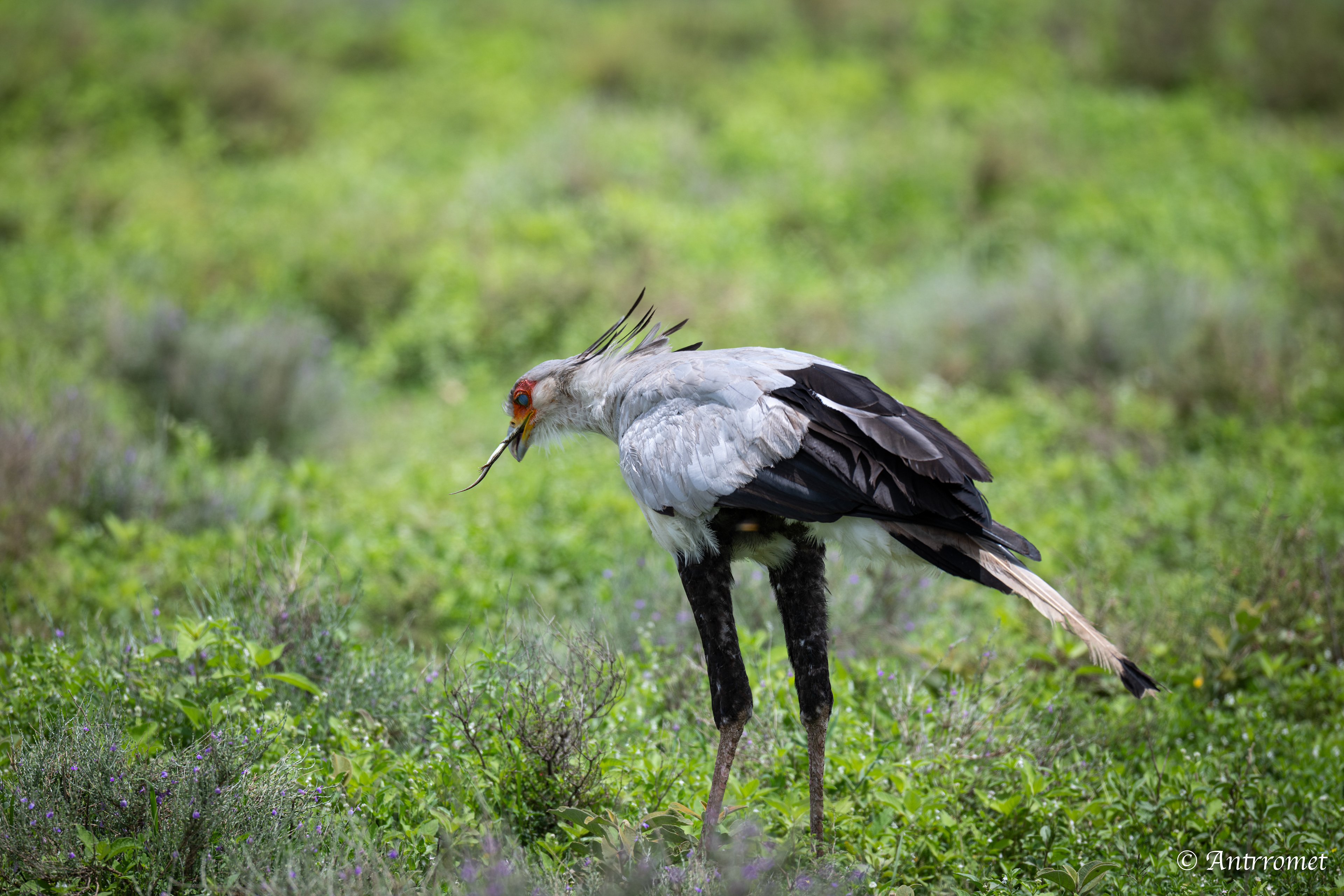 Secretarybird eating a lizard