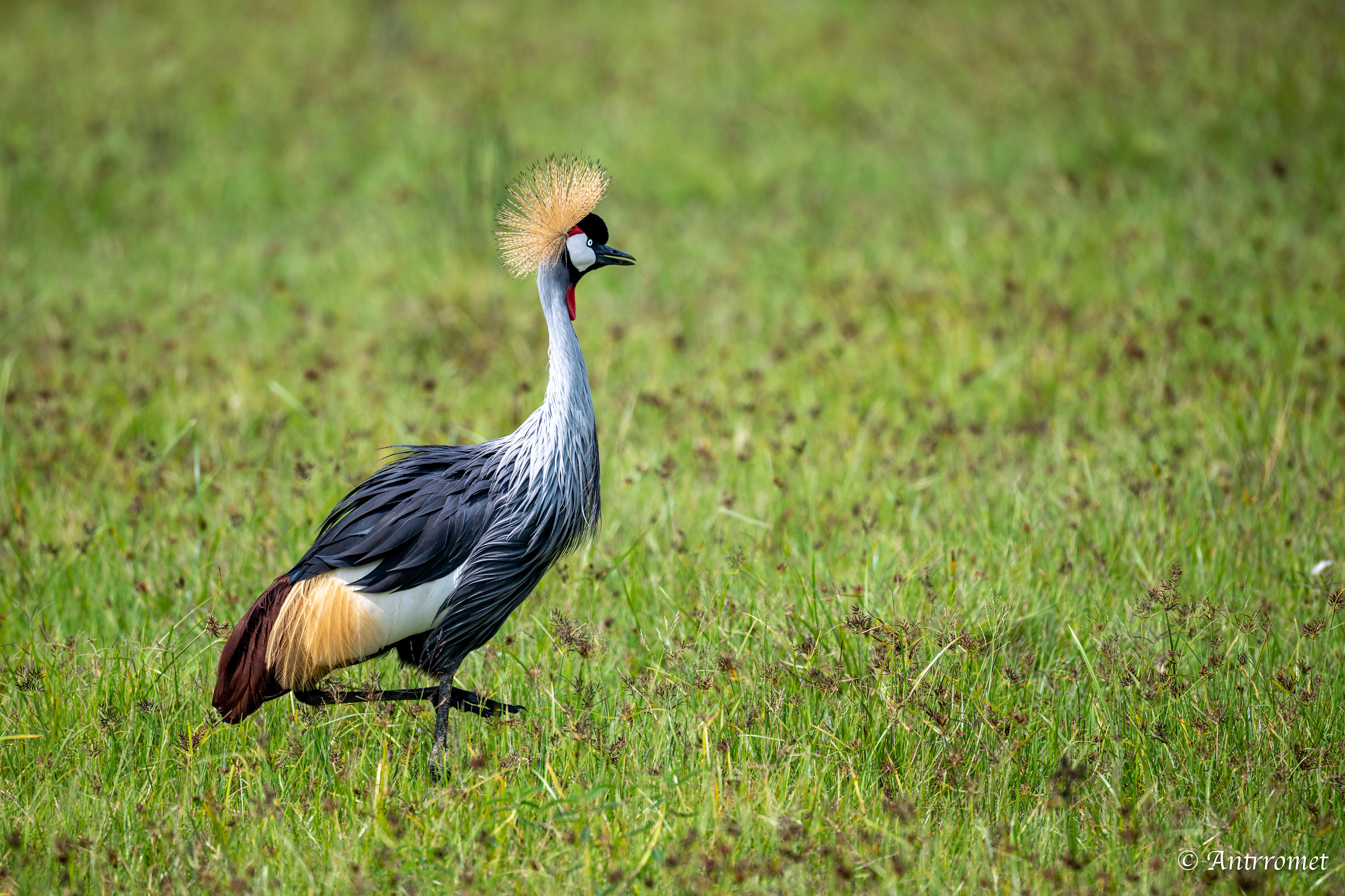 Grey Crowned Crane