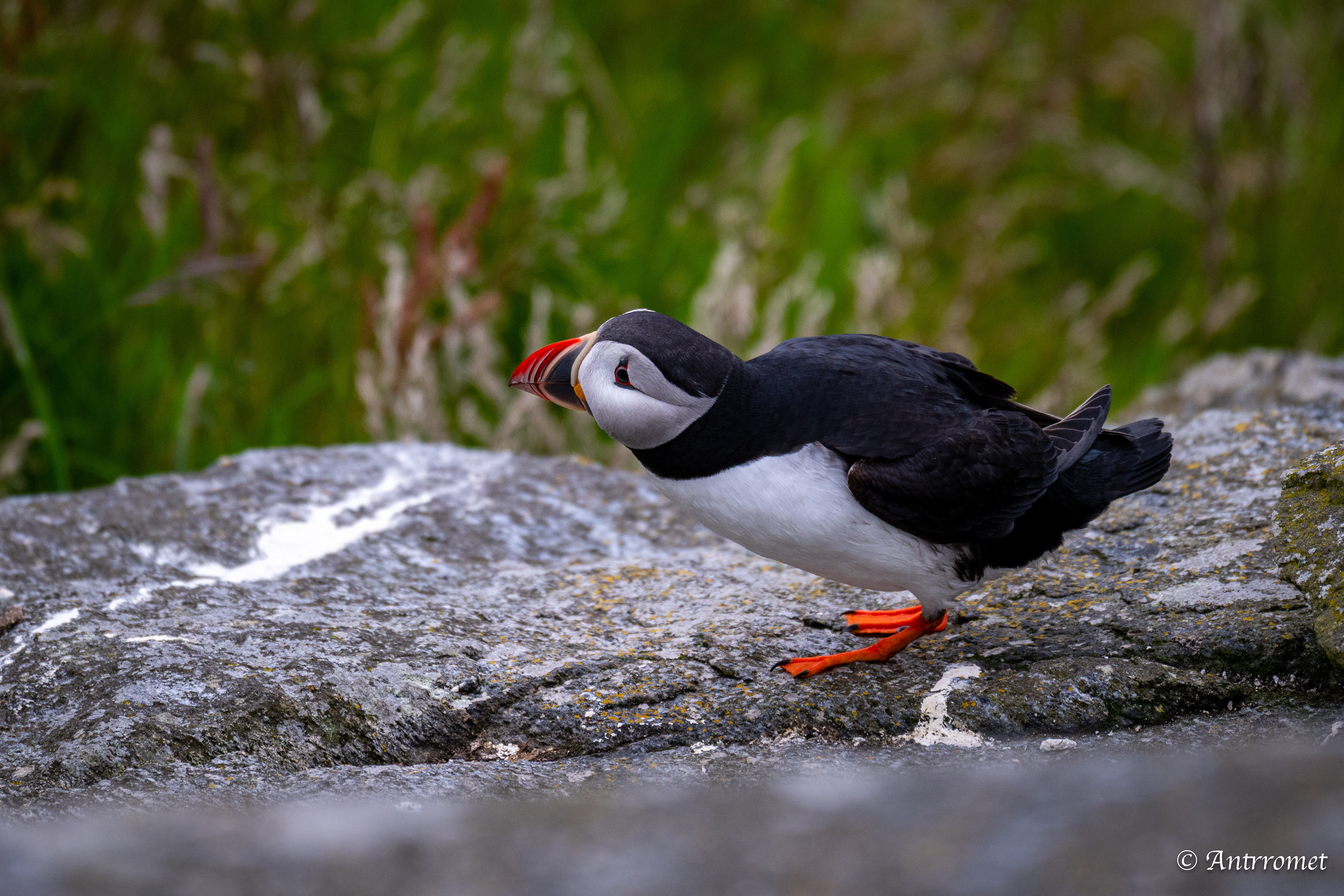 Puffins at Puffin viewing point, Runde