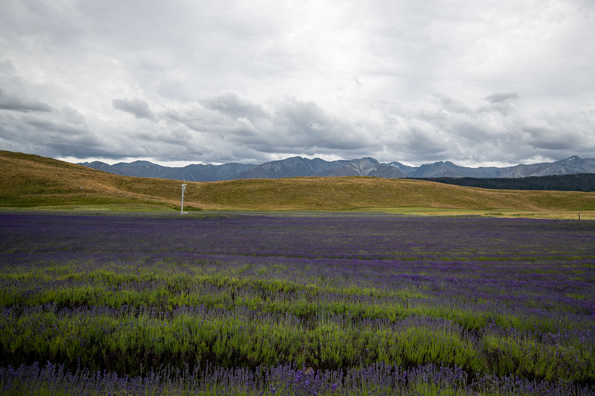 Alpine Lavendar farms