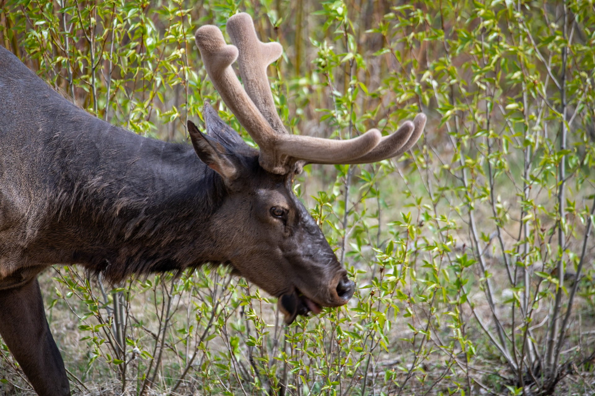 Elk near Yellowhead Highway