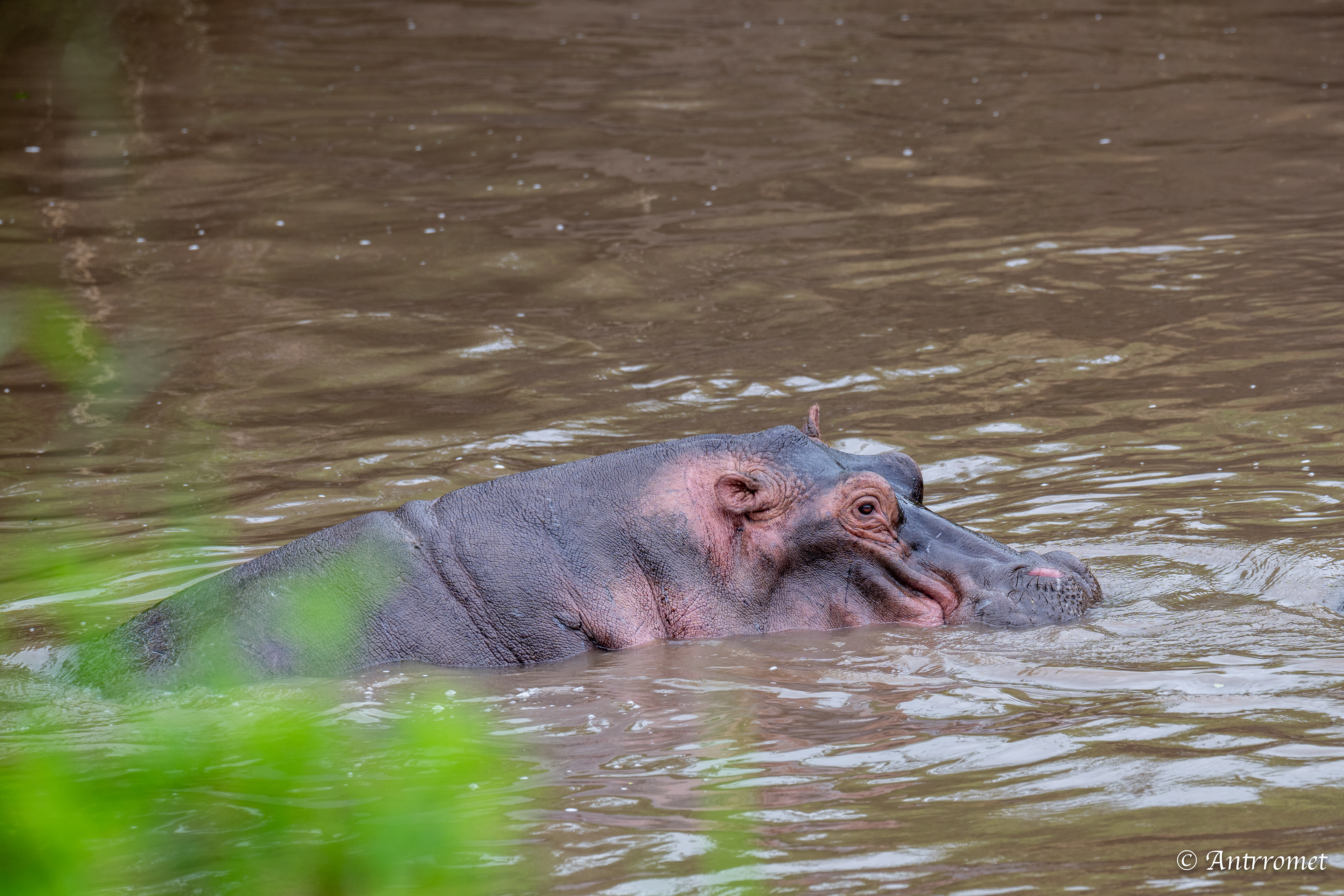 Hippopotamus