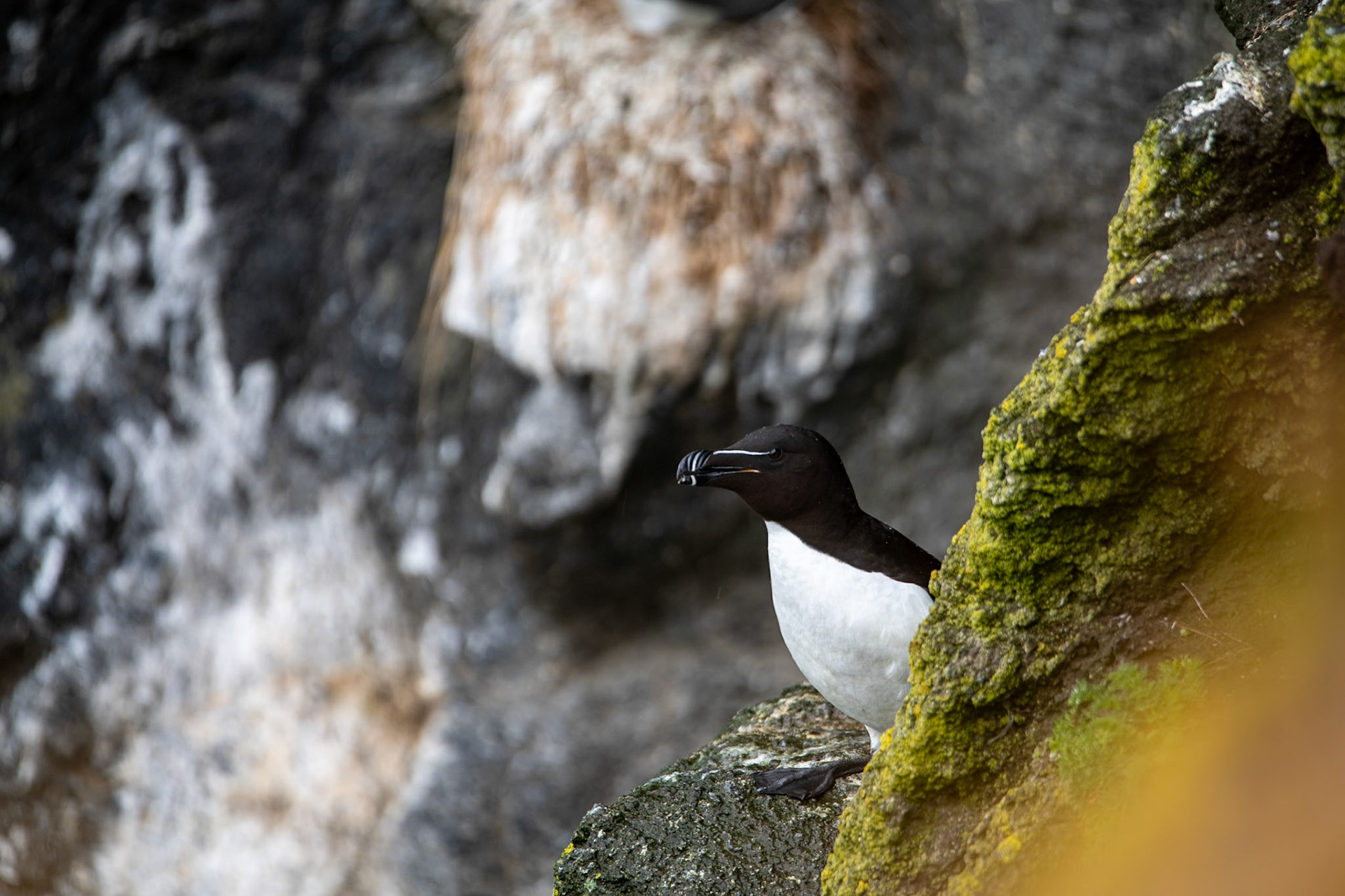 Razorbill at Carrick-a-Rede