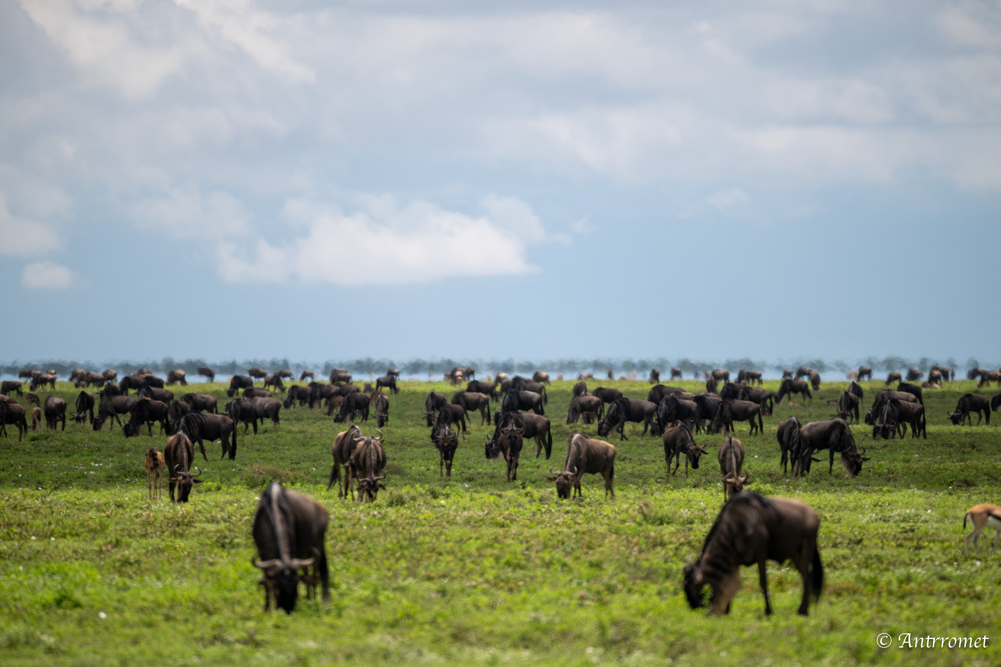 Wildebeest in the Great Migration on the way to Serengeti