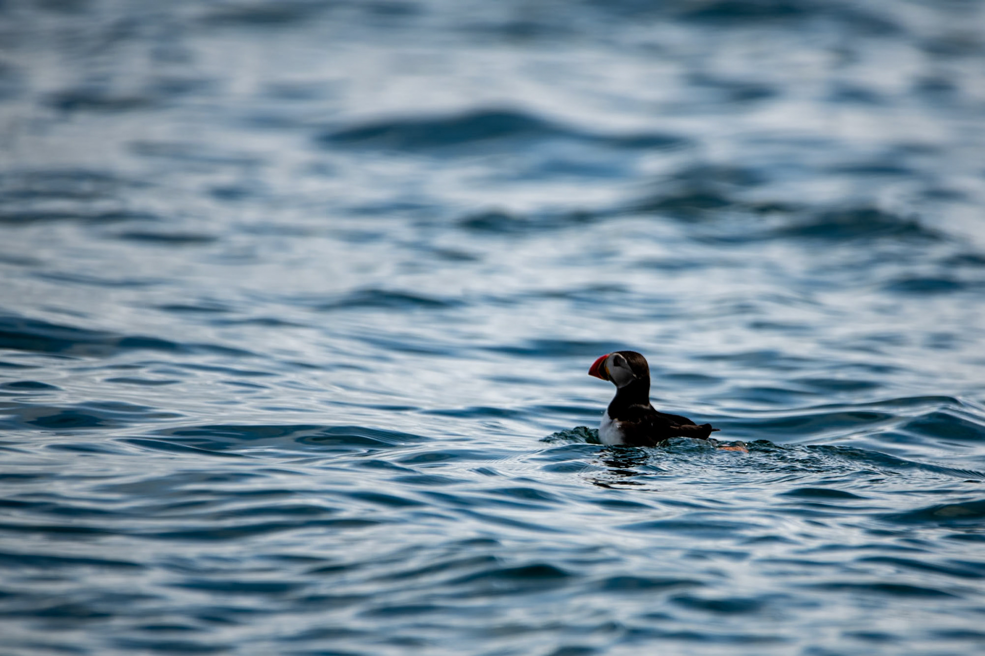 Puffin, Isle of Canna