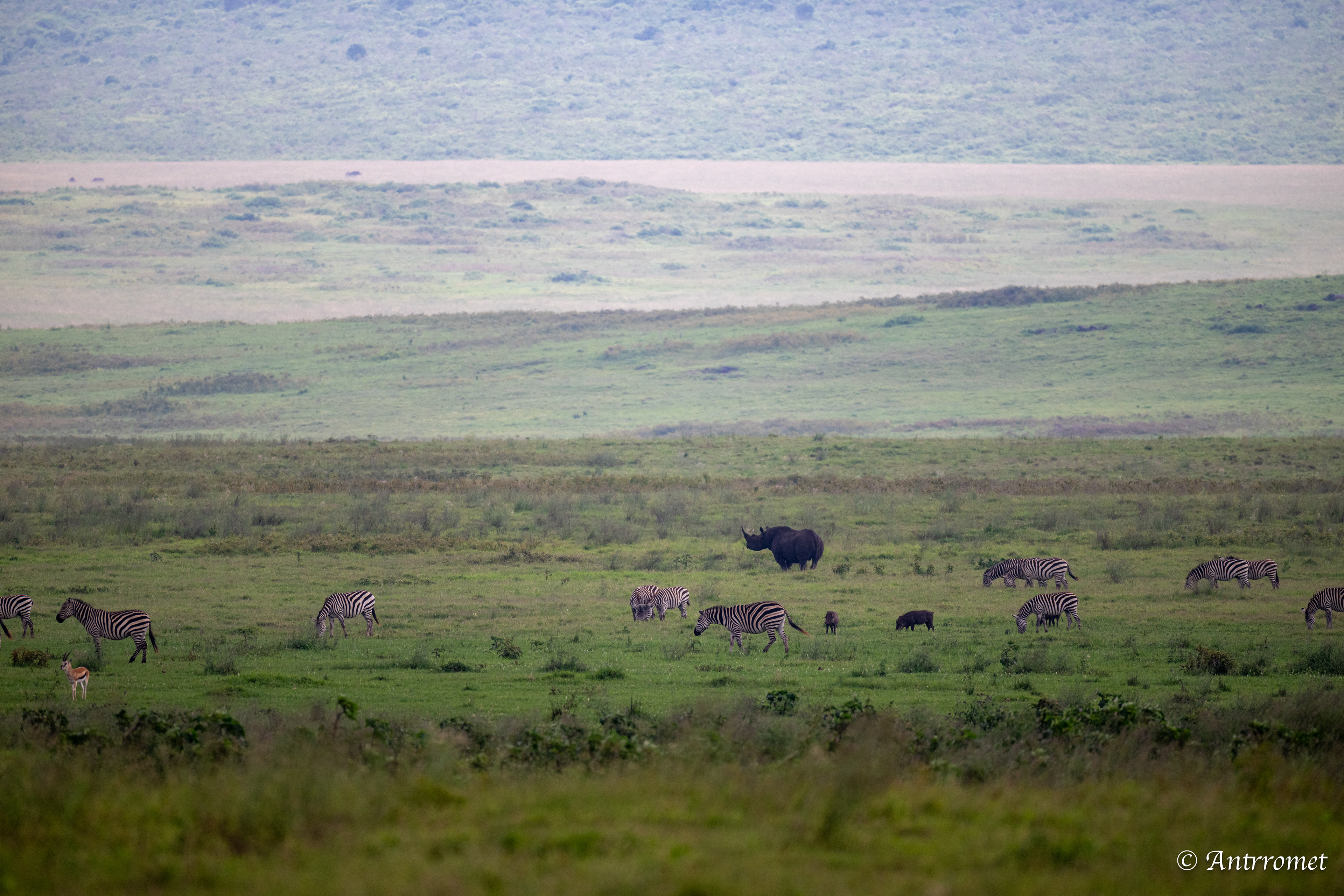 Black Rhinoceros with zebras