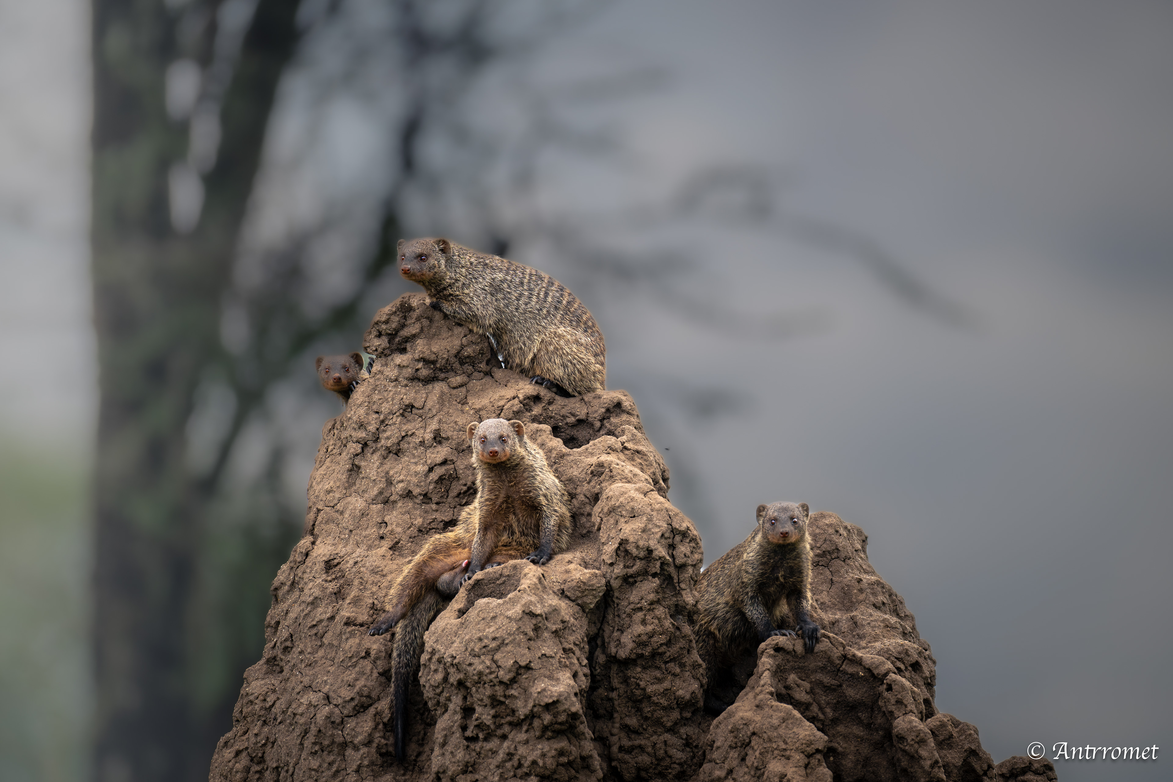Dwarf Mongooses